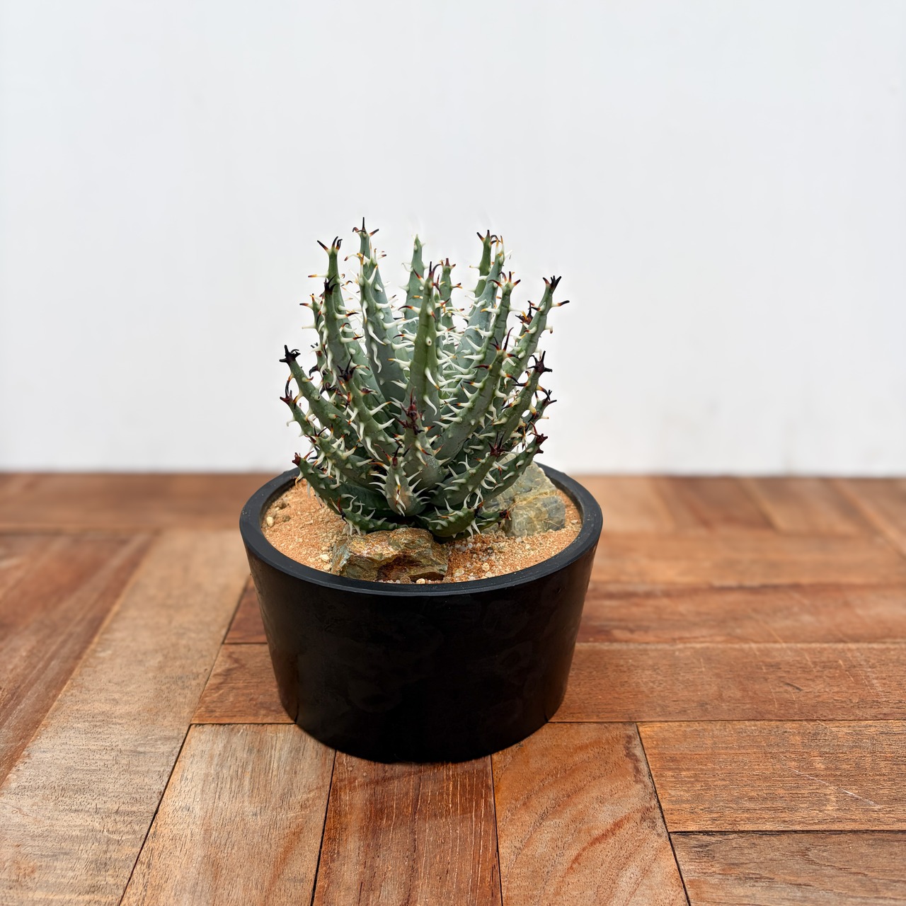 Aloe erinacea【アロエ・エリナケア】