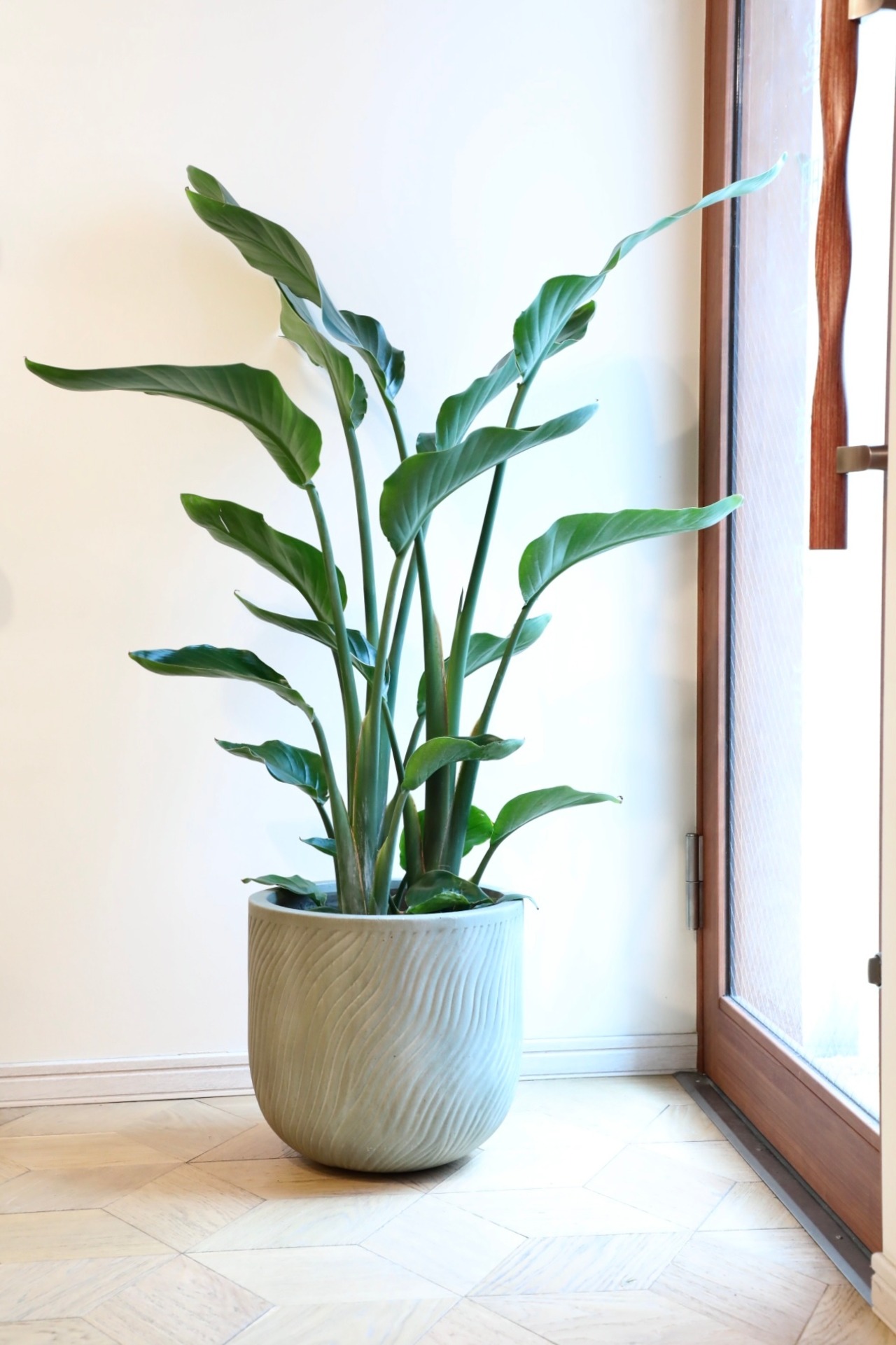 【都内近郊限定配送】【L】【135cm】オーガスタ/Strelitzia nicolai　※陶器鉢カバー別