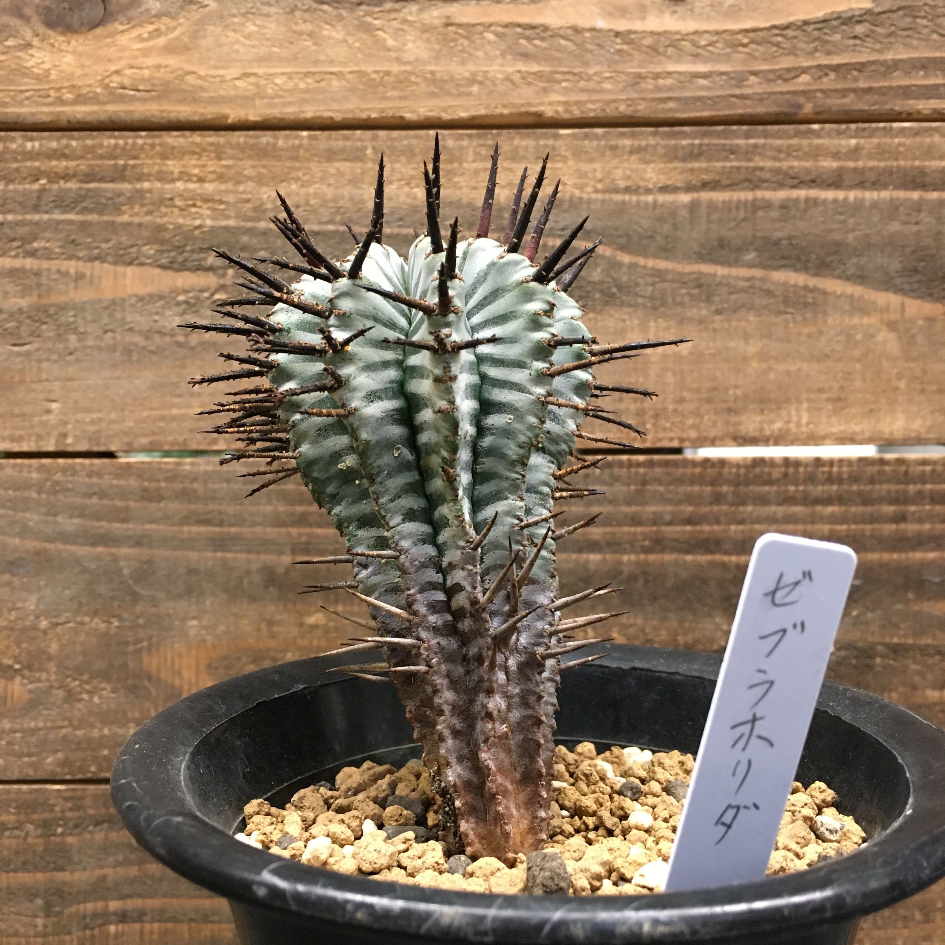 ユーフォルビア ゼブラホリダ Protoleaf プロトリーフ ユーフォルビア ゼブラホリダ Protoleaf プロトリーフ