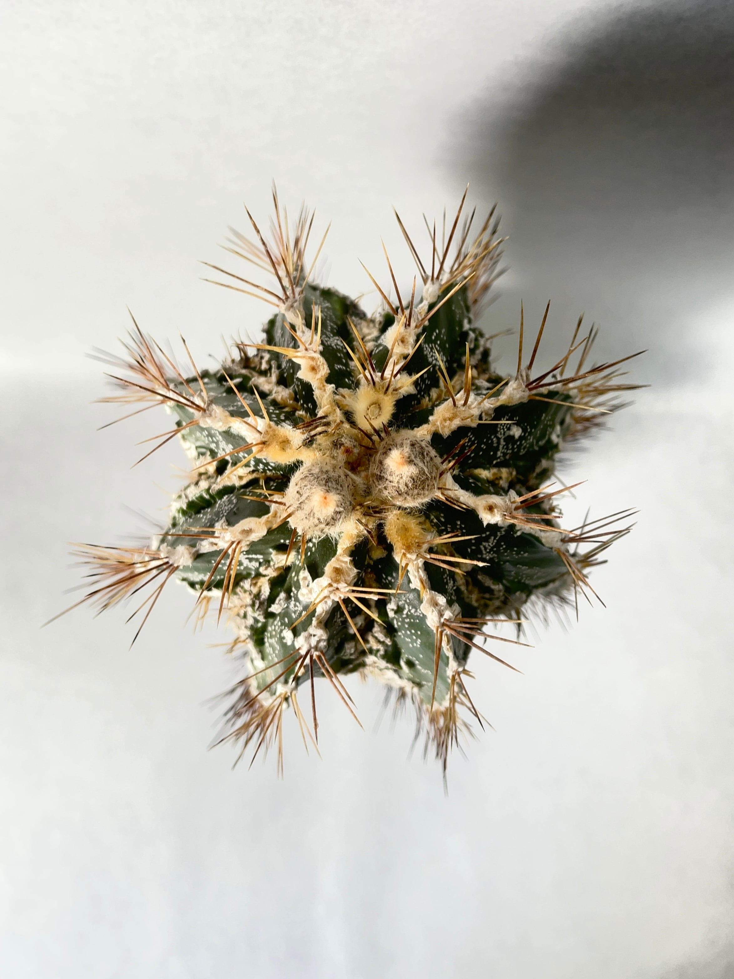 アストロフィツム・白条複隆般若 | trigger