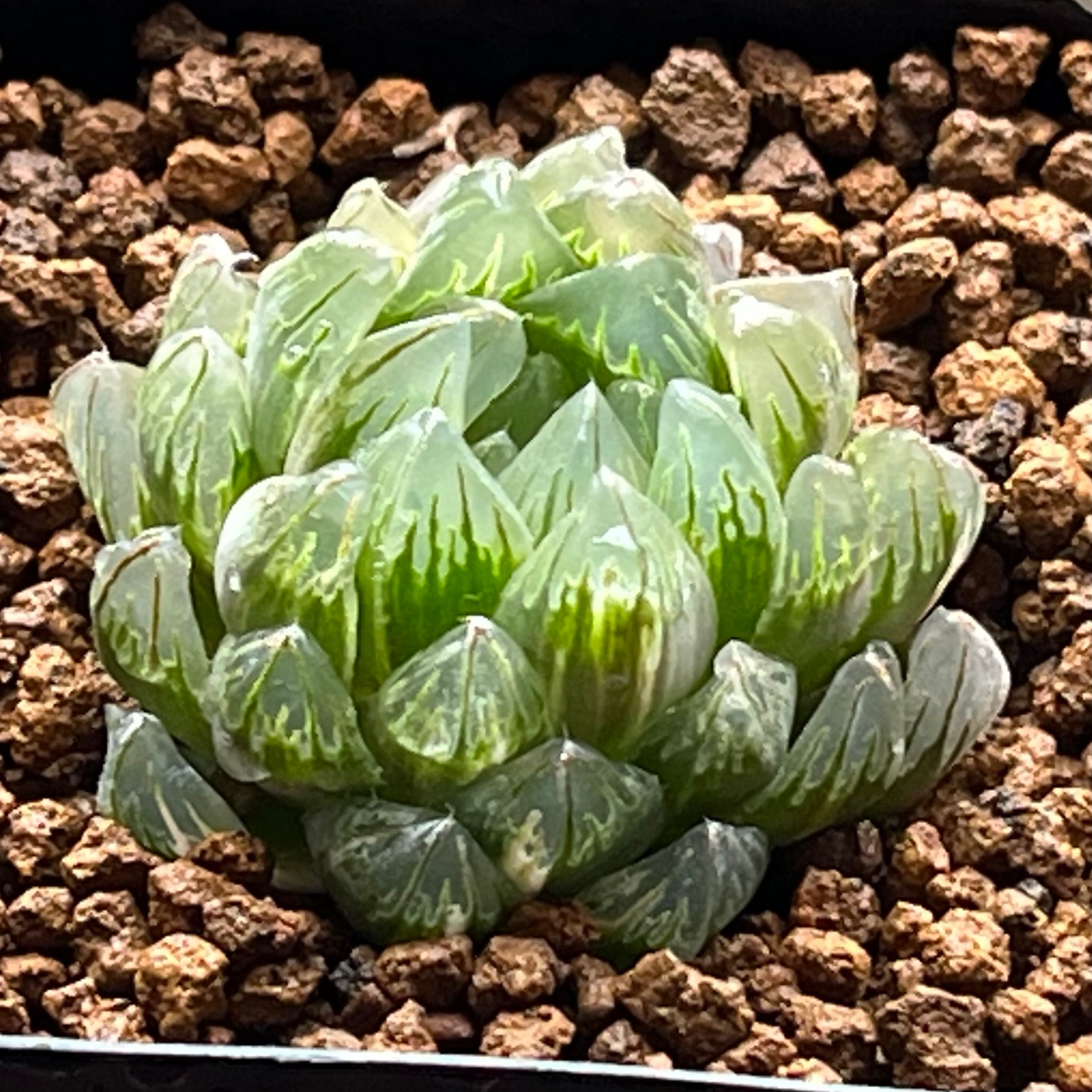 ハオルチア 狼蛛錦 | mocono_plants