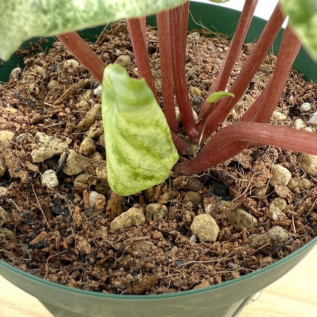 ペペロニア・ユキウサギ