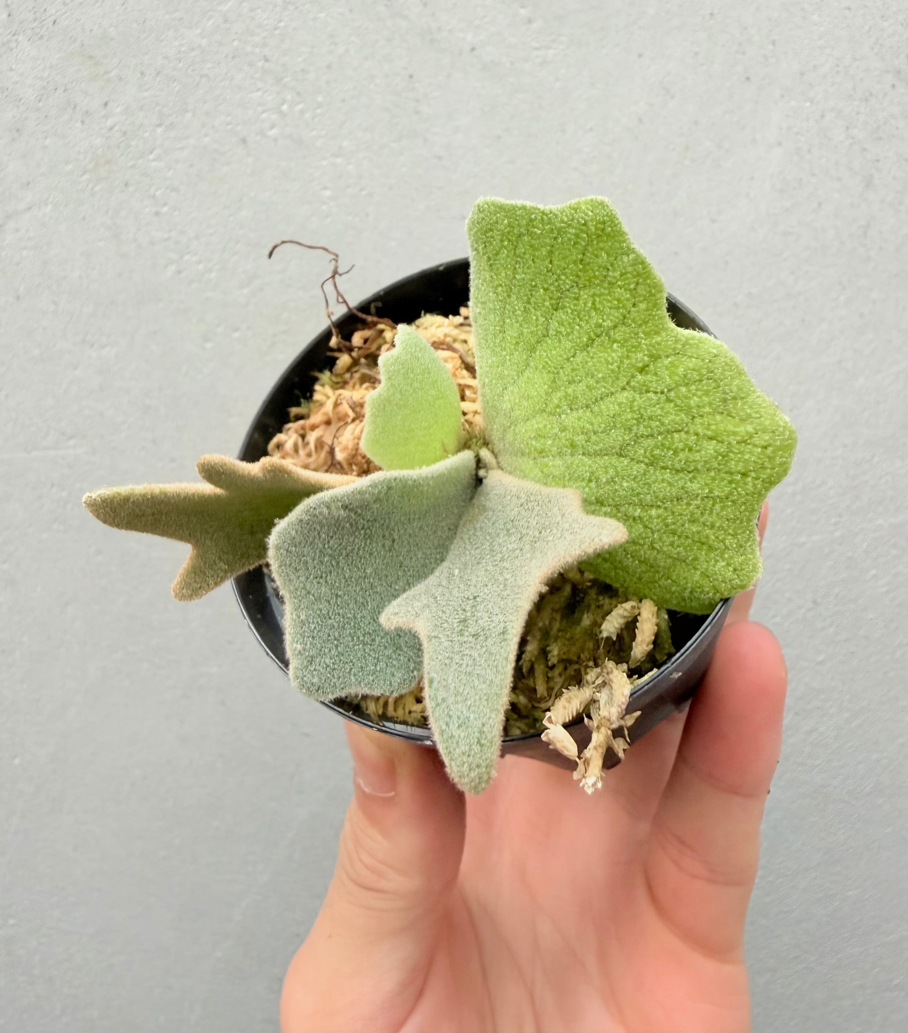 Platycerium_ビカクシダ | vandaka plants