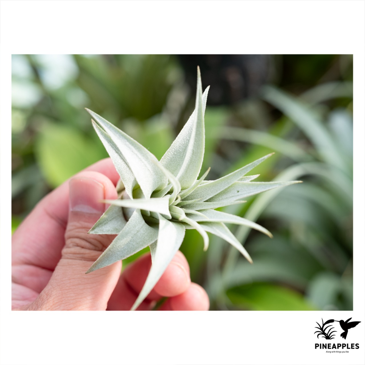 Tillandsia chapeuensis (肉厚幅広特撰） Brazil. 2018 - 1