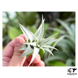 Tillandsia chapeuensis (肉厚幅広特撰） Brazil. 2018