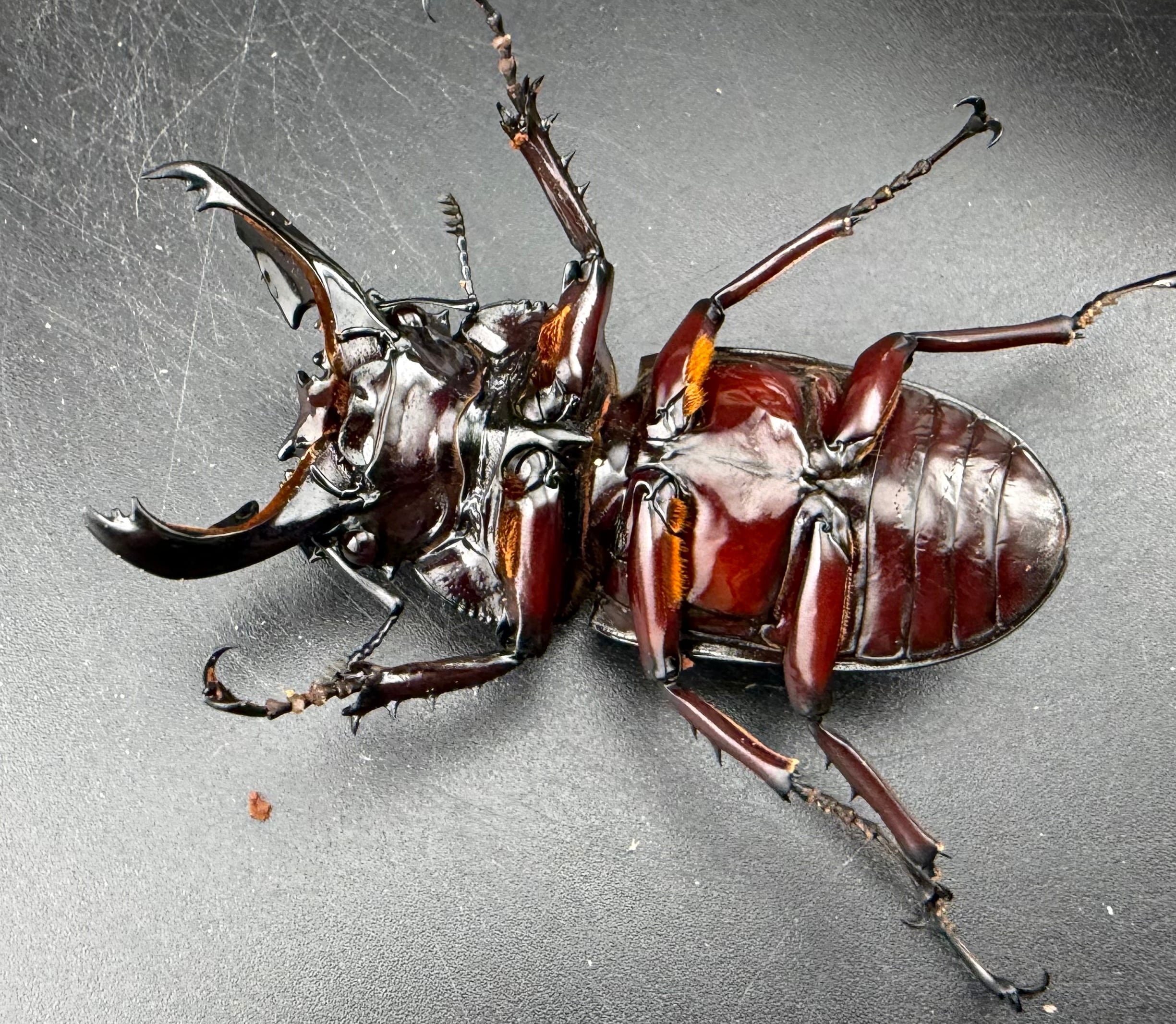 赤レギウスオオツヤクワガタ 64mm ♂単》 | KPW公式オンラインショップ