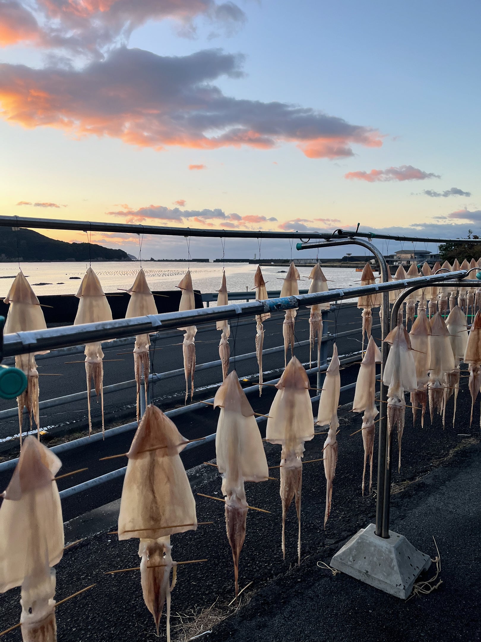 スルメイカの一日干し(特大)