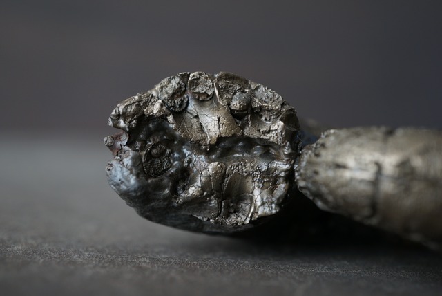 フランス産黄鉄鉱化アンモナイト化石 Lytoceras cornucopiae 1659