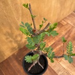 Senna meridionalis【センナ・メリディオナリス・実生】