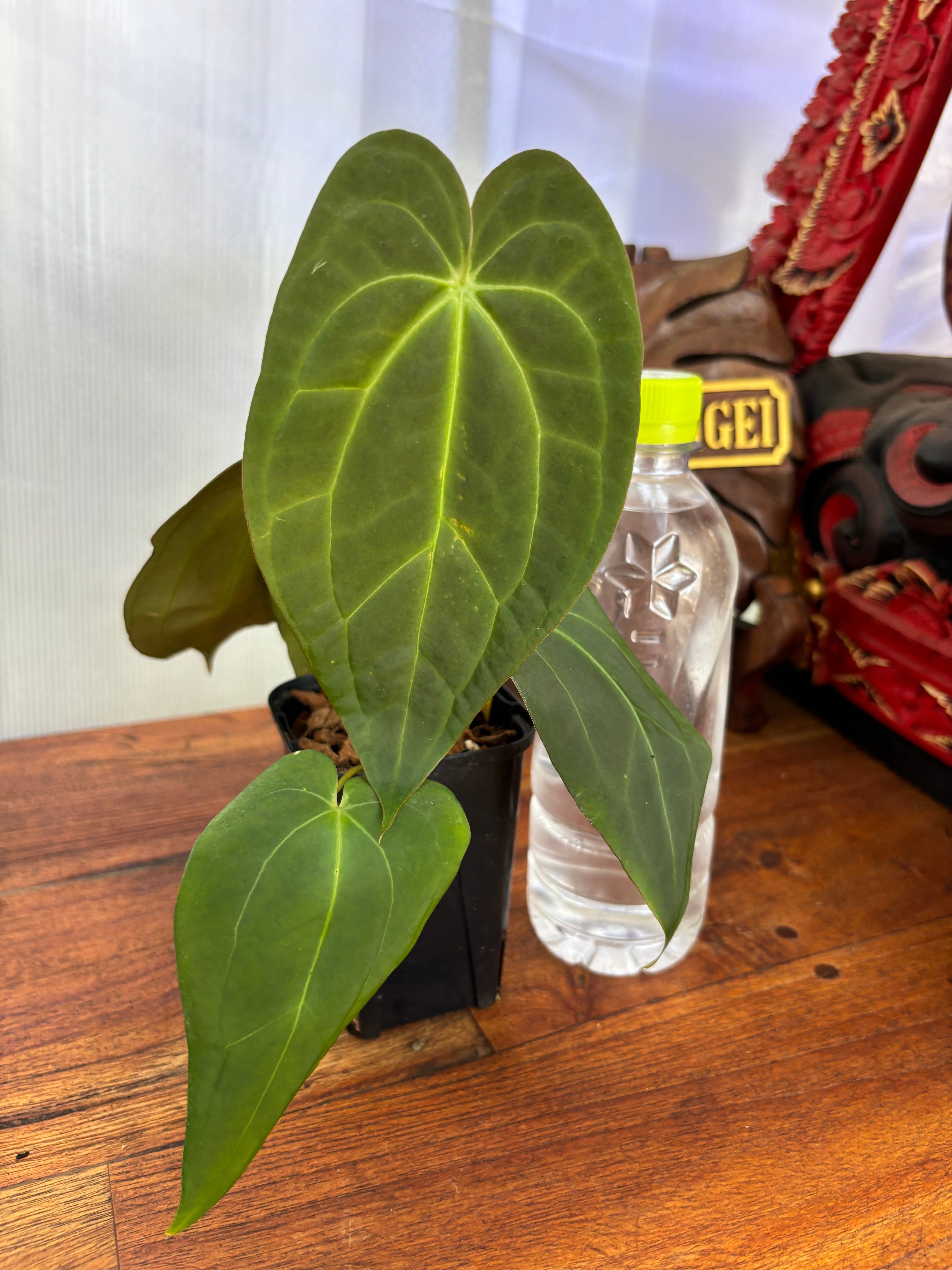 アンスリウム レッドタイガー ② | BALI-AN 園芸