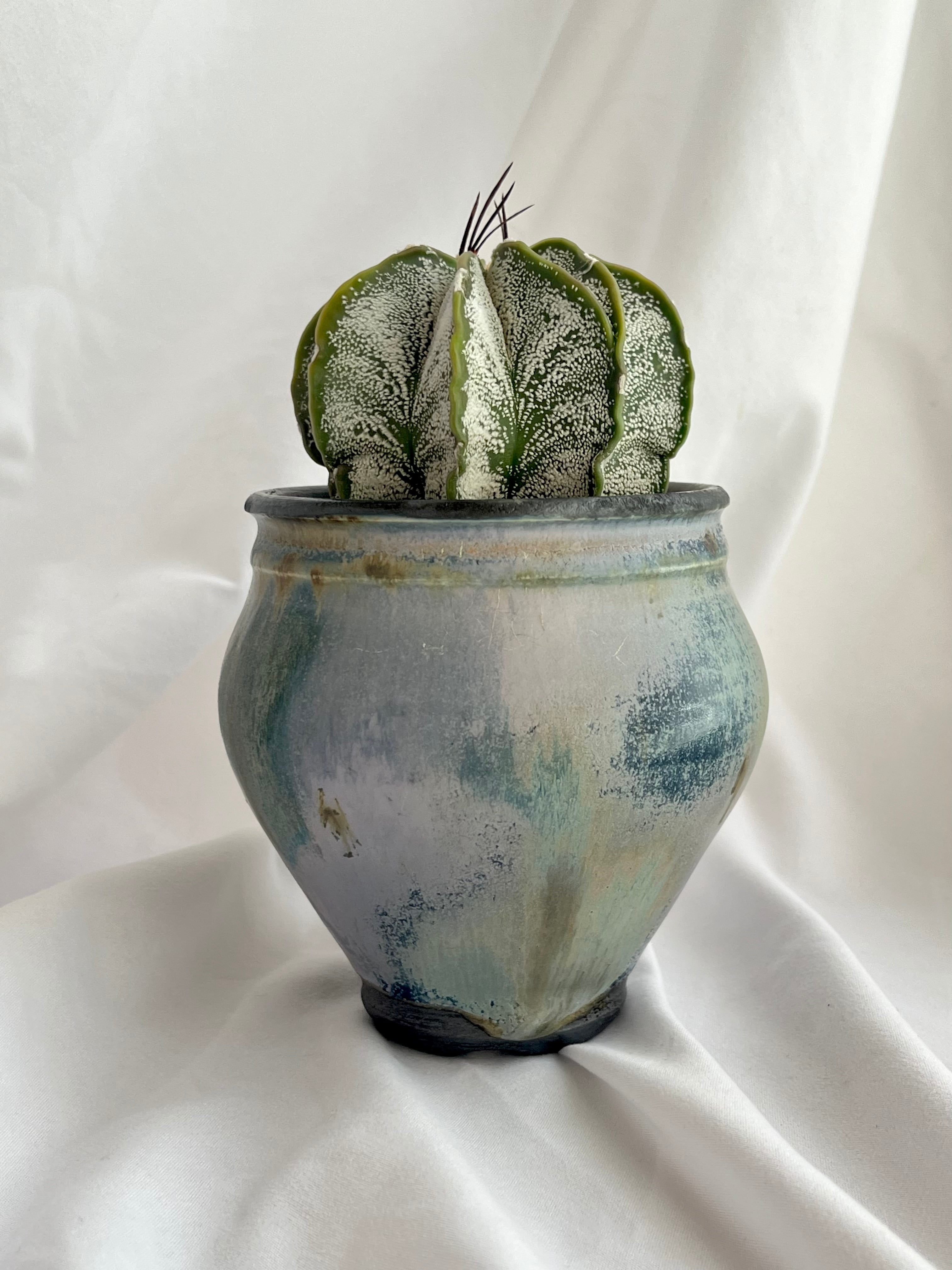 Astrophytum capricorne var.niveum アストロフィツム 白瑞鳳玉 Astrophytum capricorne var.niveum アストロフィツム 白瑞鳳玉