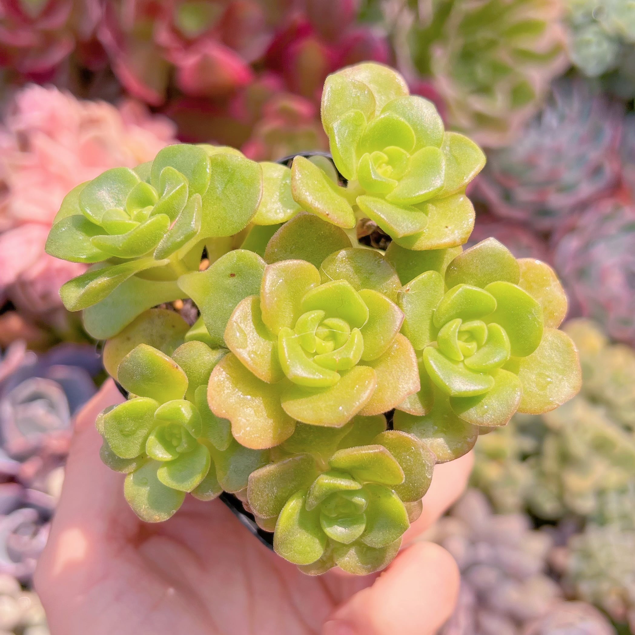 現品　リリーパット#046　るる農園