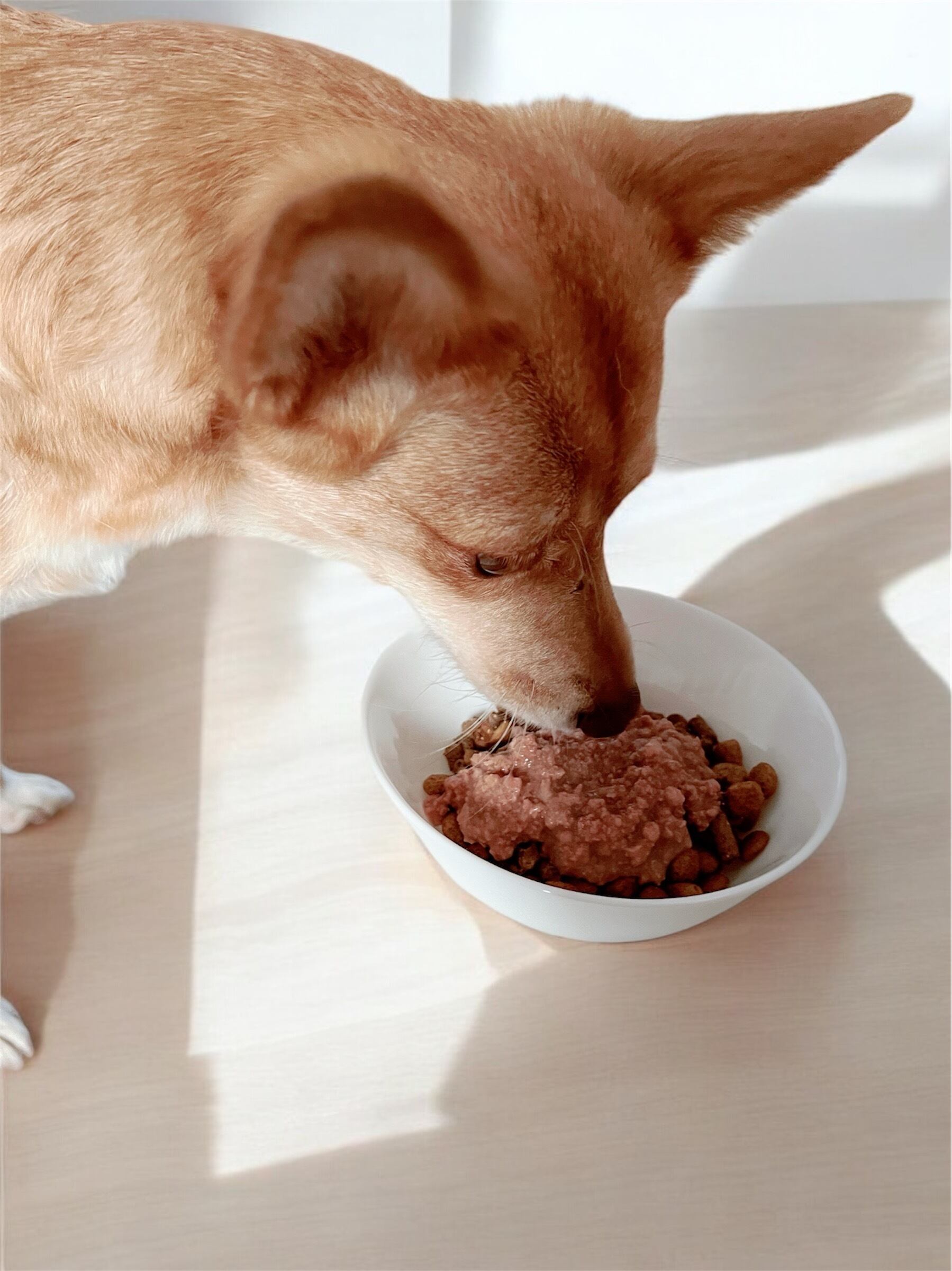 HUNTING DOG SOUP | ささやまジャーキー工房