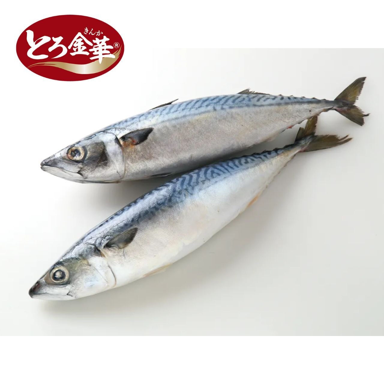 宮城県産 とろ金華鯖ラウンド 21~23尾/14Kg