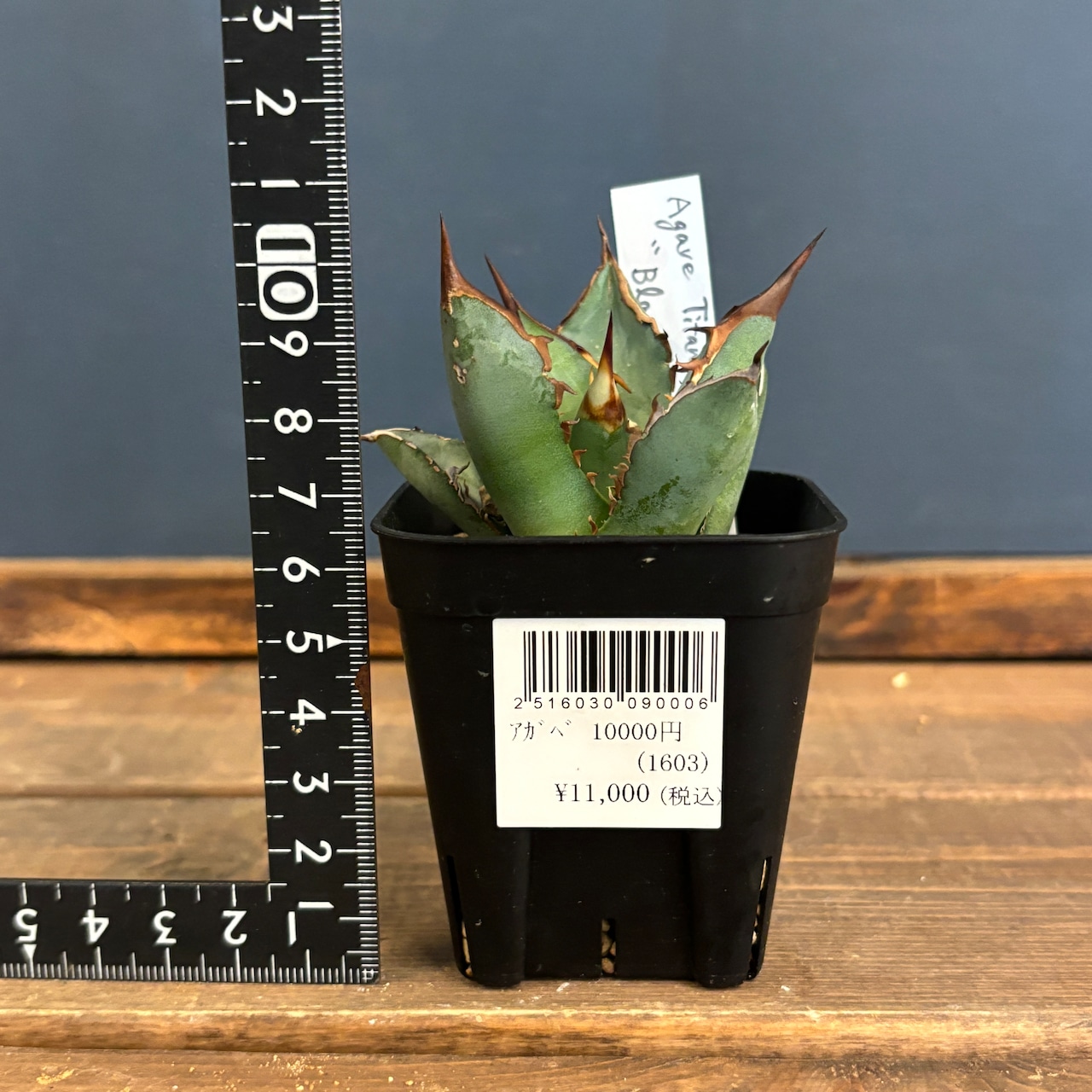 アガベ チタノタ ブレイズ【679】