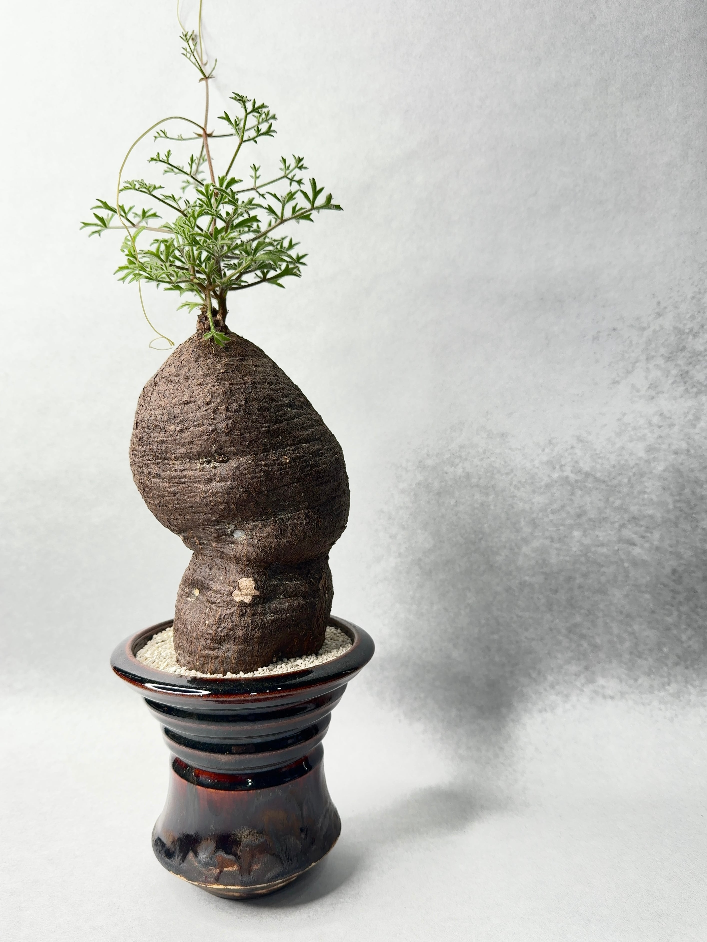 キフォステンマ・モンタグナッキー | trigger