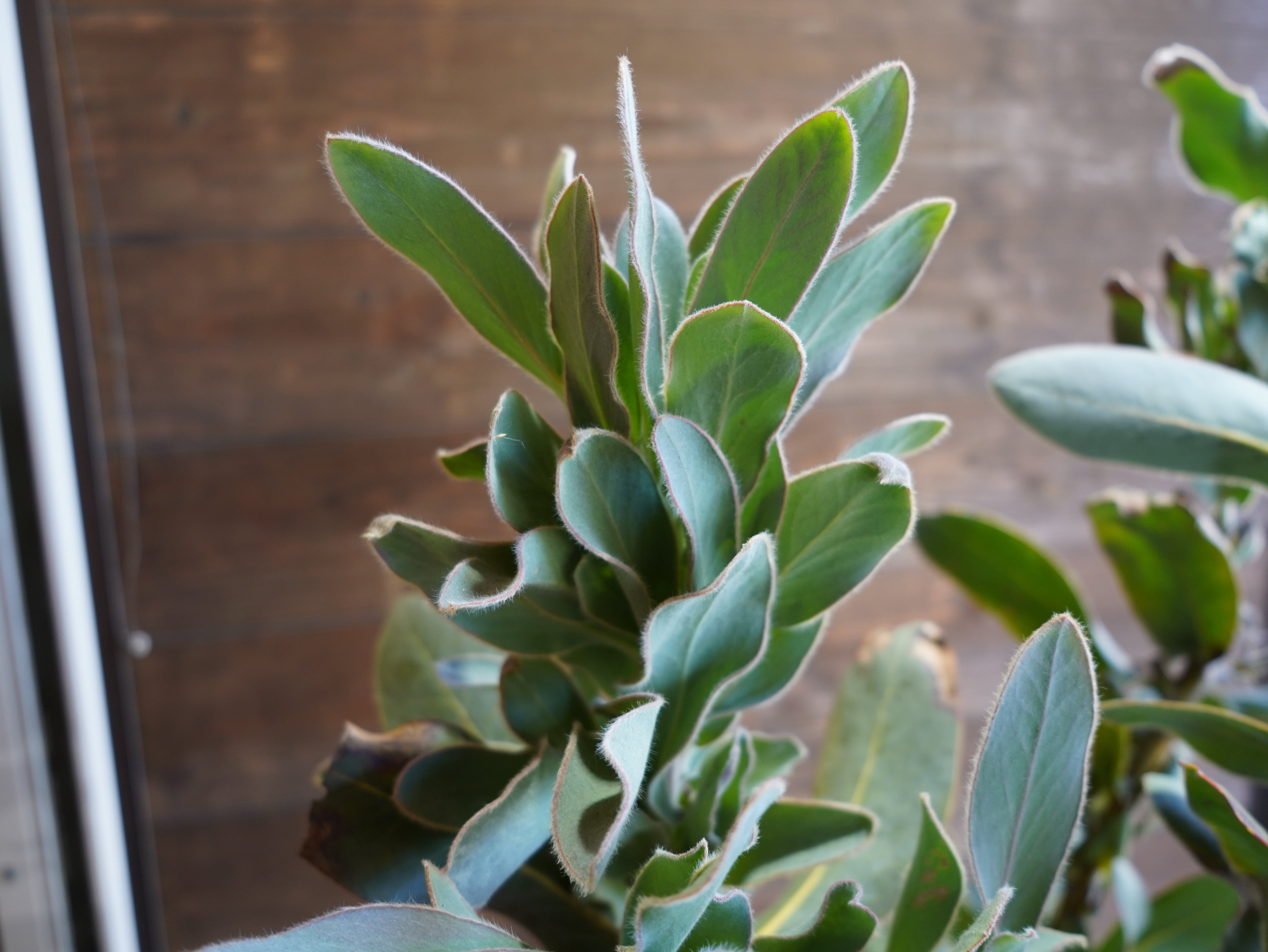 【現物】プロテア　"マグニフィカ"