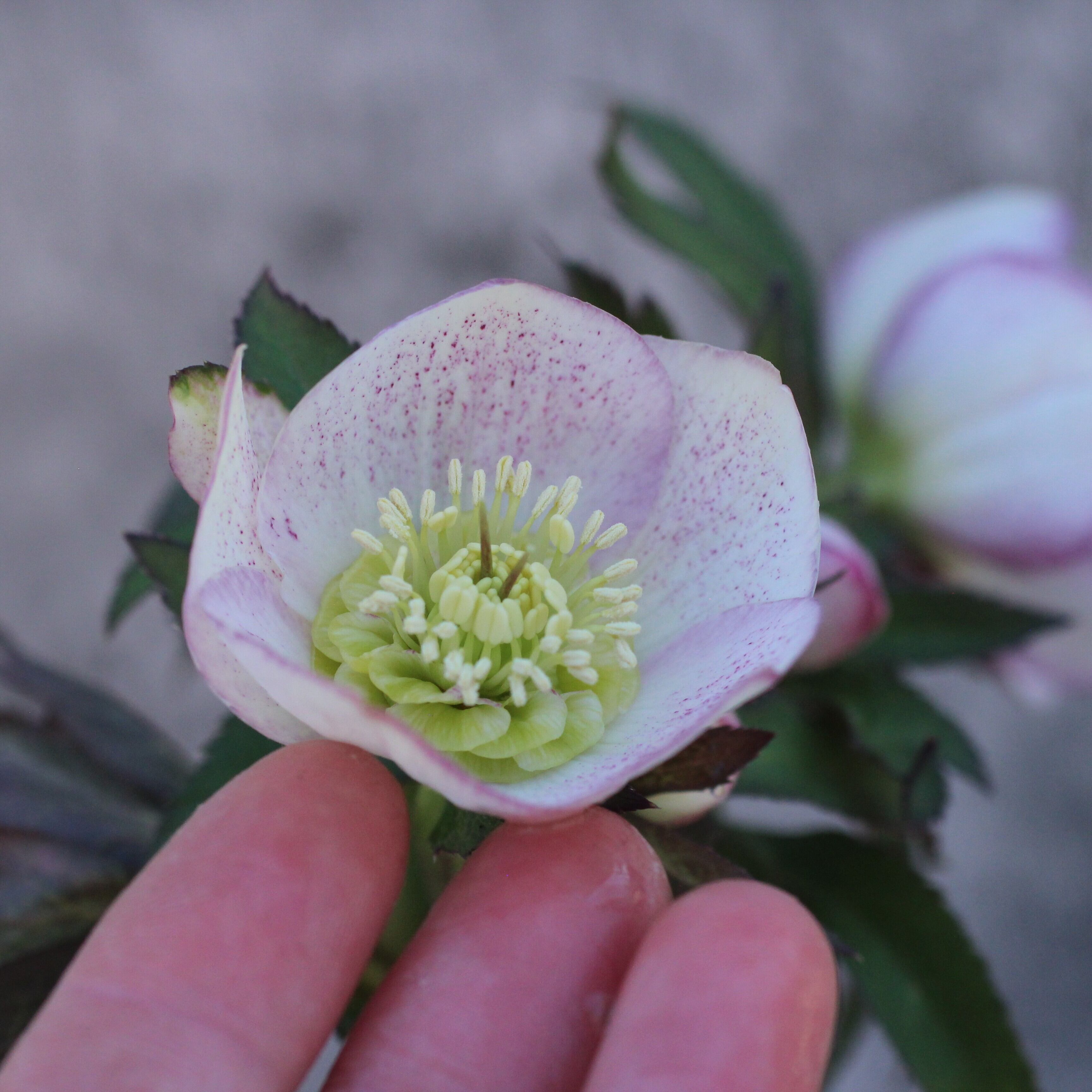 WS26-120 クリスマスローズ ウィンターシンフォニー ほんのりピンク