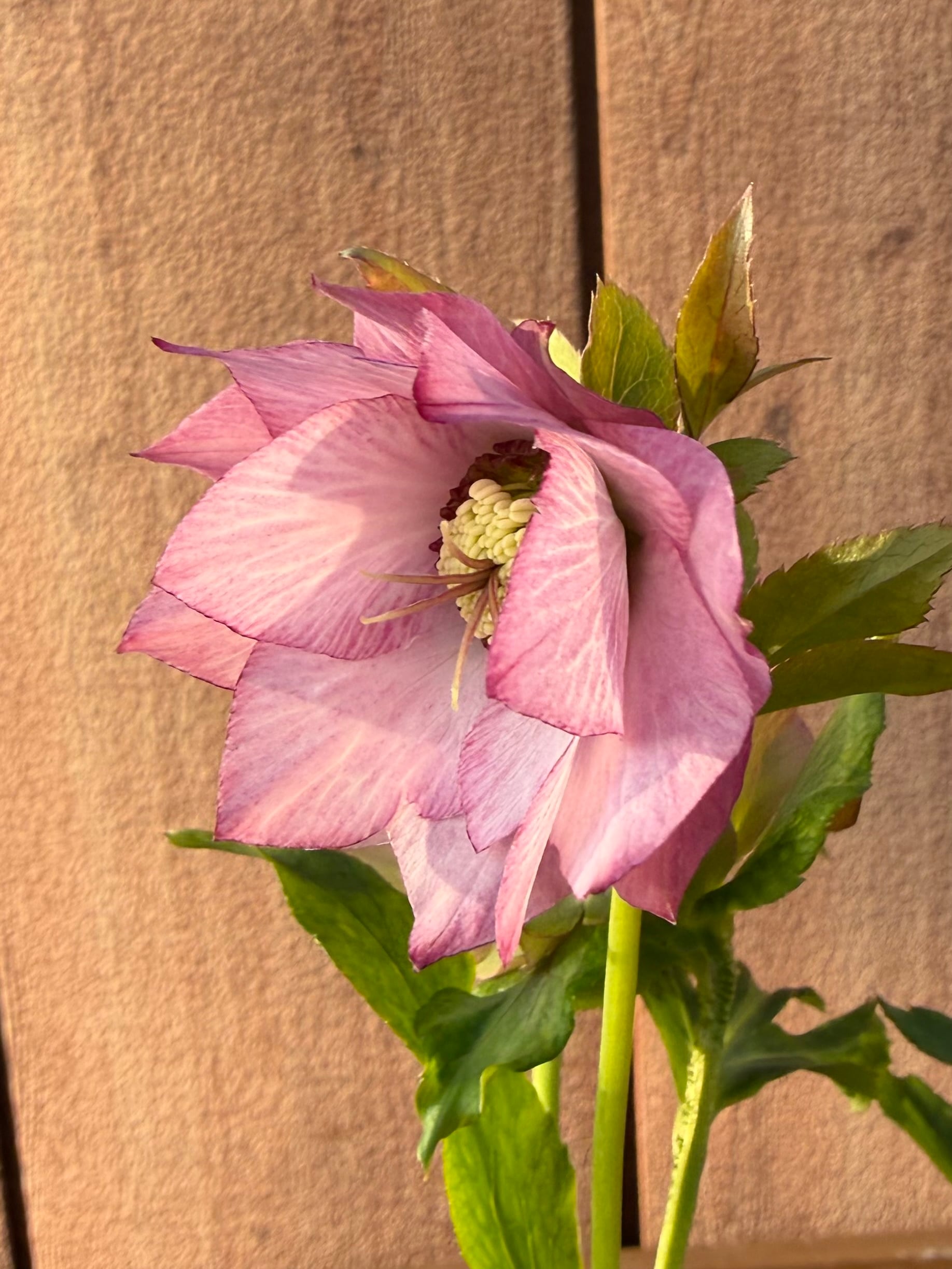 シャルウィダンスピンク 若泉ファーム クリスマスローズ【Wa08】送料