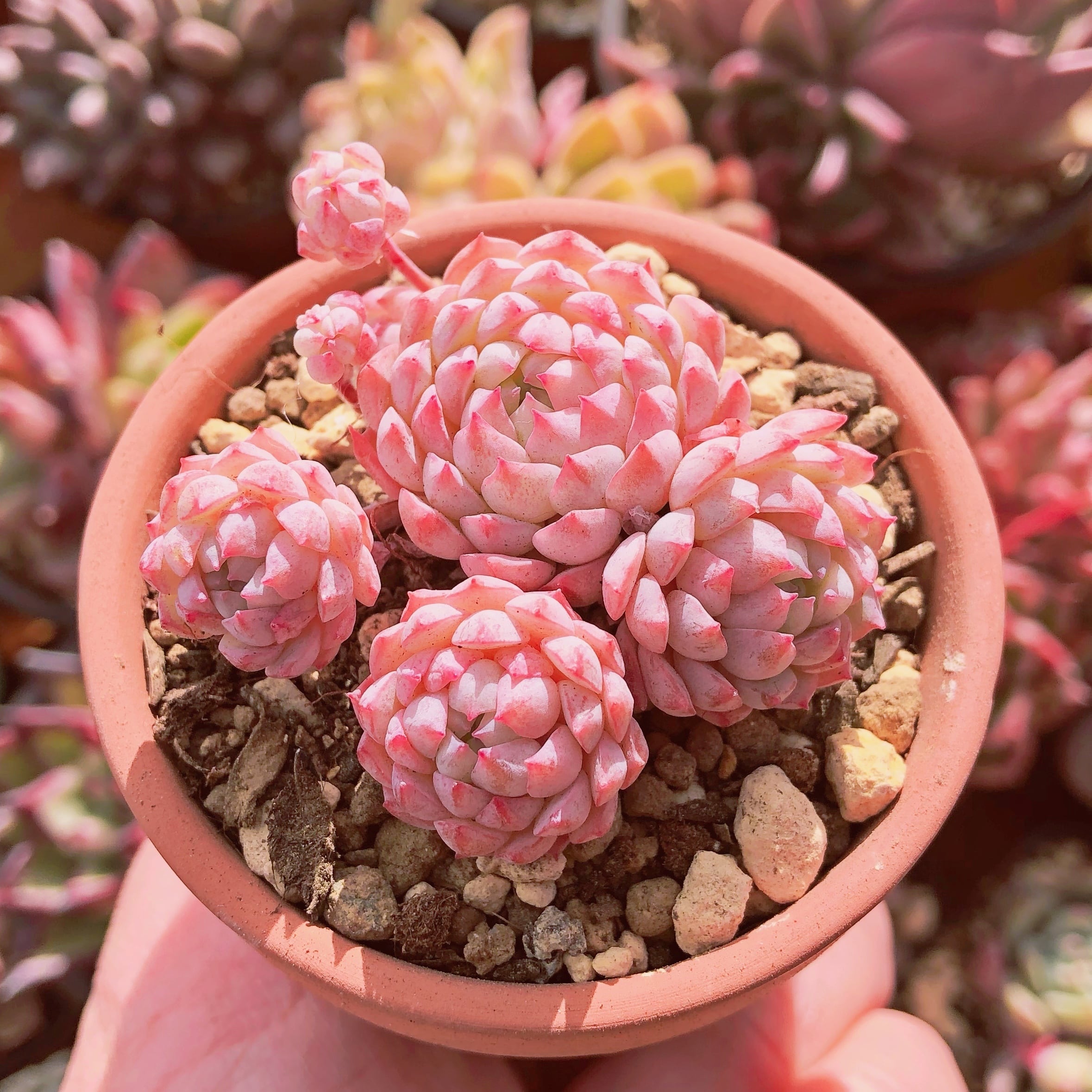 多肉植物　バターボール　3～5頭　群生