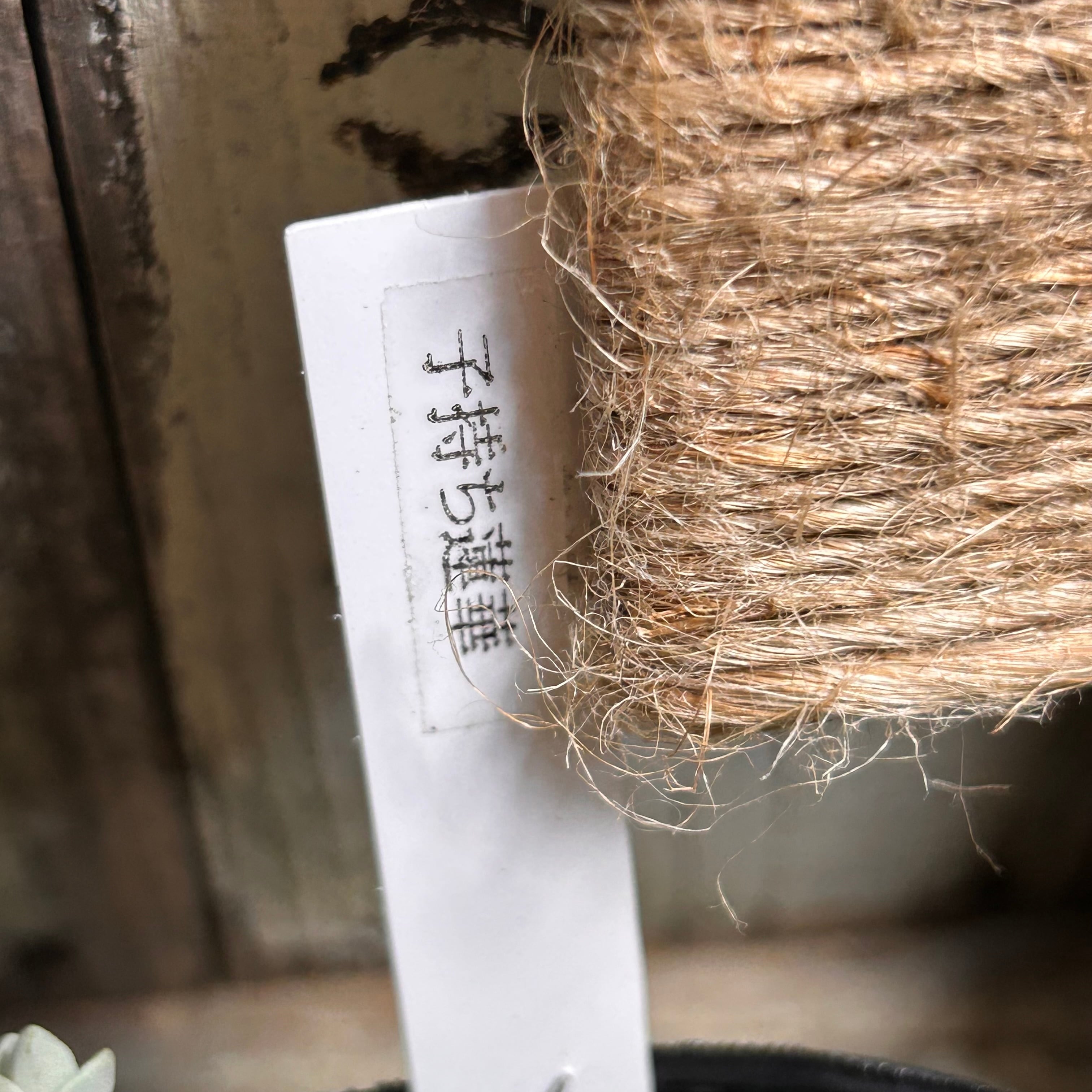 子持ち蓮華 | RuPo 多肉植物専門店