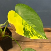 【クリアランス】モンステラ デリシオサ イエローマリリン【1009】