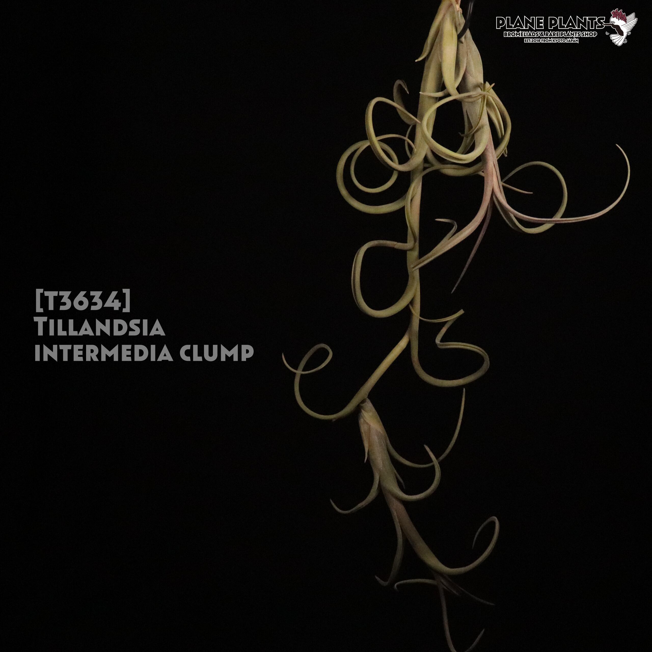 【送料無料】intermedia clump (2pup) 〔エアプランツ〕現品発送T3634