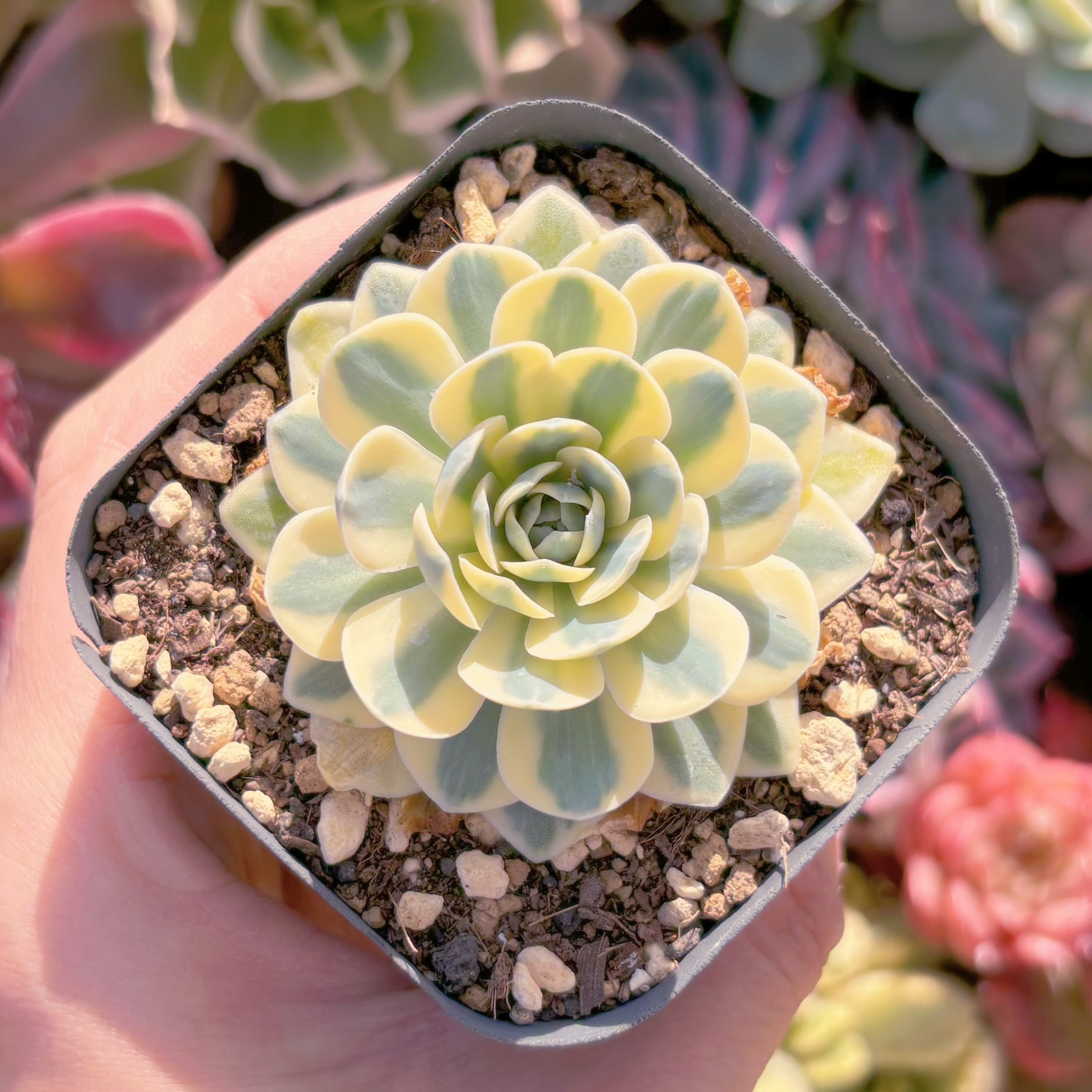 現品　富士錦#3014　るる農園