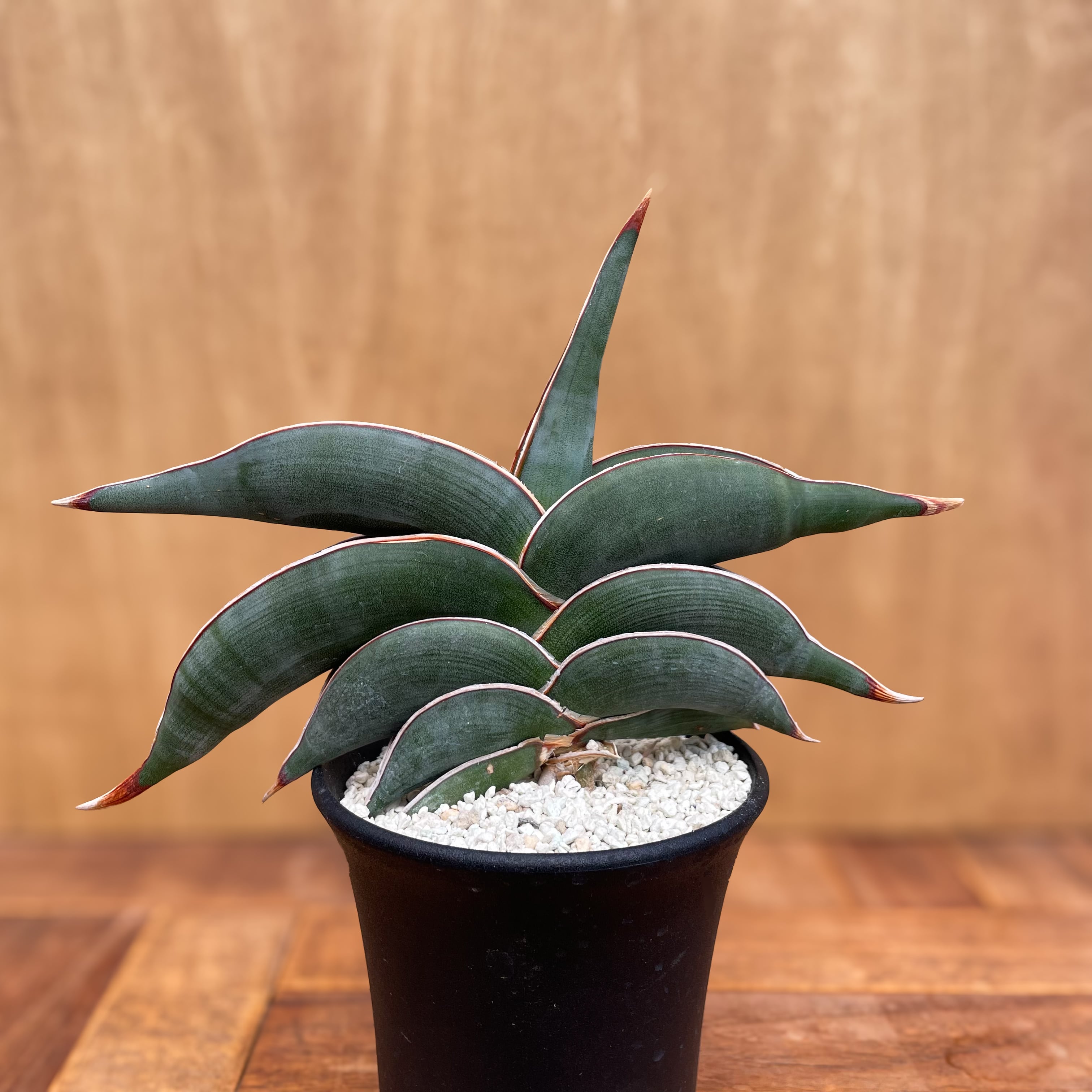 サンスベリア ロリダ （Sansevieria rorida【サンセベリア・ロリダ 