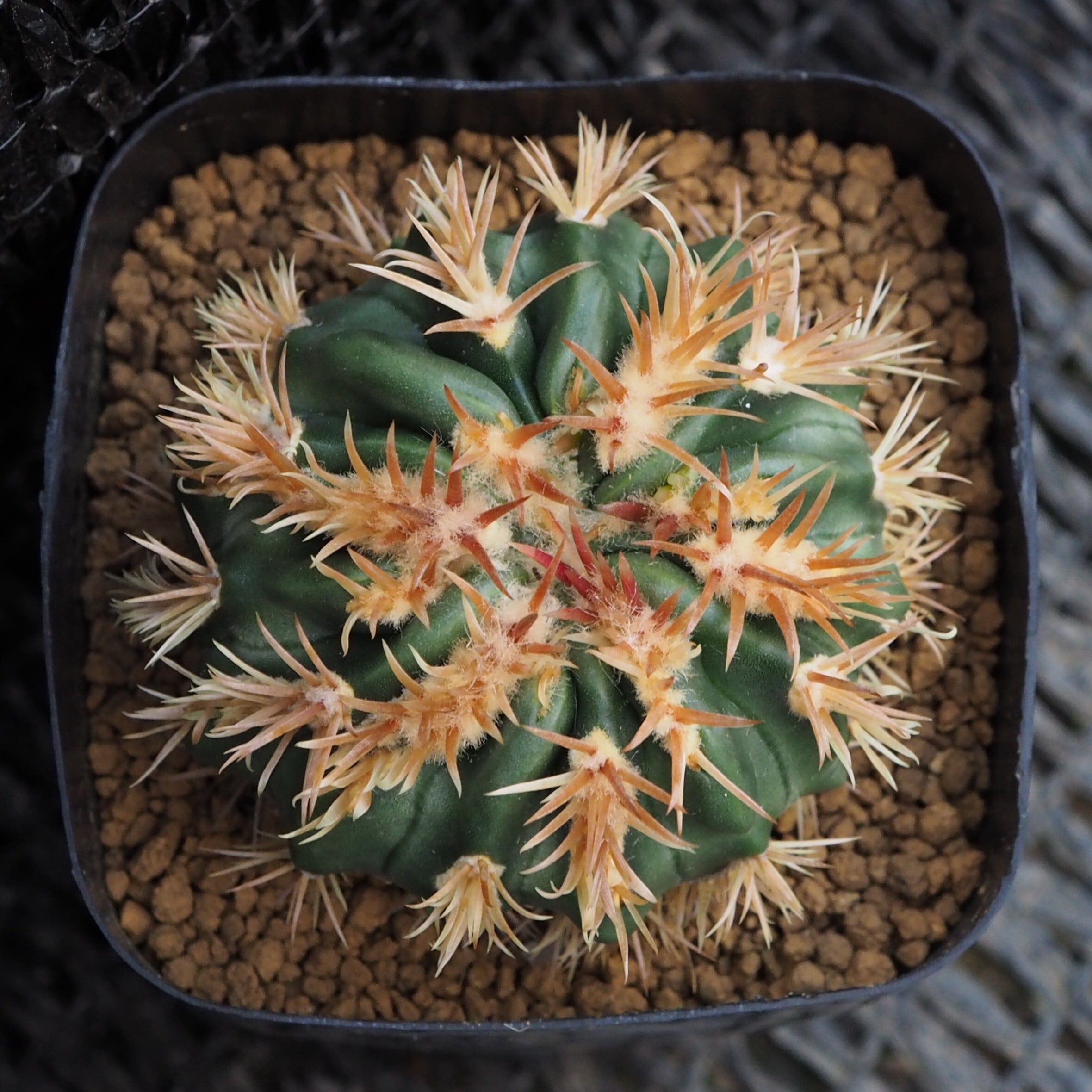 綾波武蔵モンスト • 実生 綾波モンスト Echinocactus texensis f. monst. 実生 エキノカクタス属