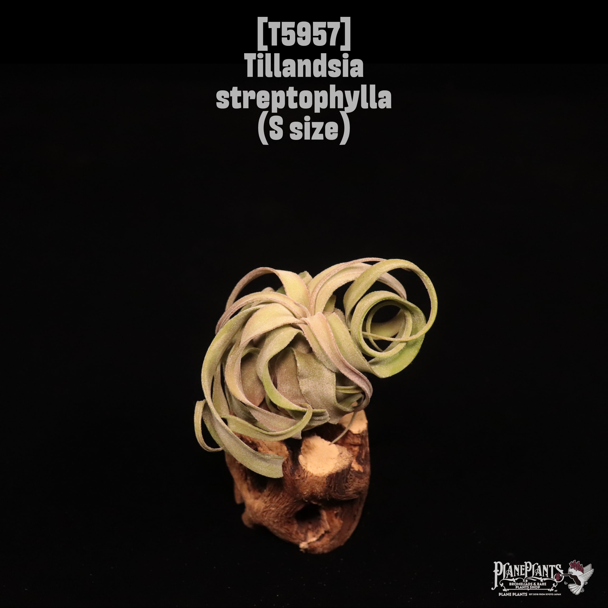 Tillandsia streptophylla S〔ティランジア〕T5957