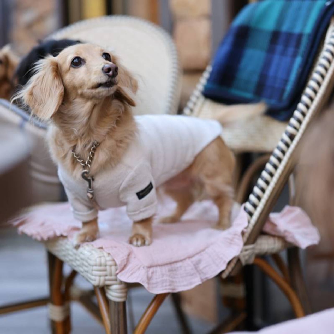 メルトンフリース | カニンヘンダックスとミニチュアダックス専門のお