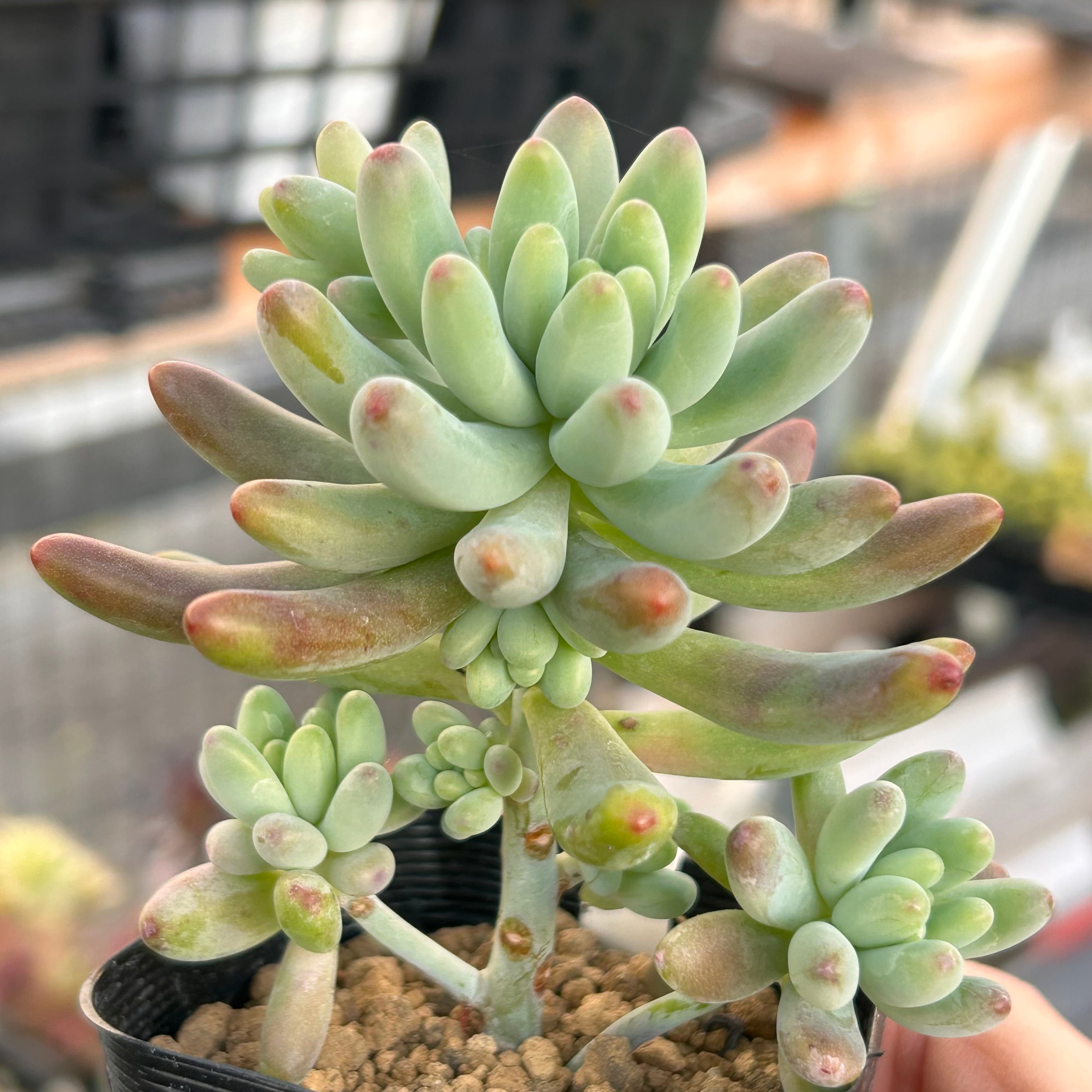 ロッティー×乙女心 | RuPo 多肉植物専門店