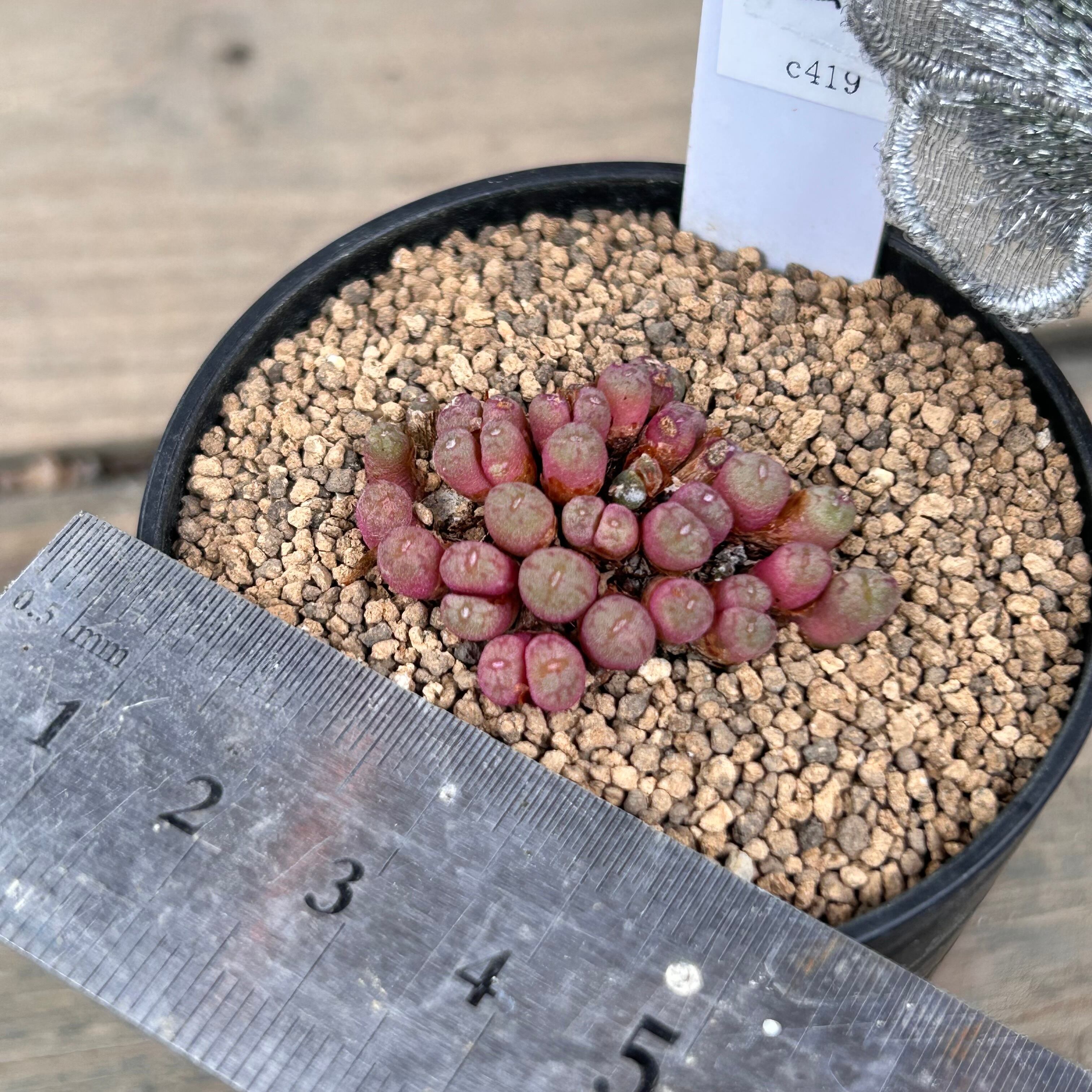 T)コノフィツム ミヌスクルム | RuPo 多肉植物専門店