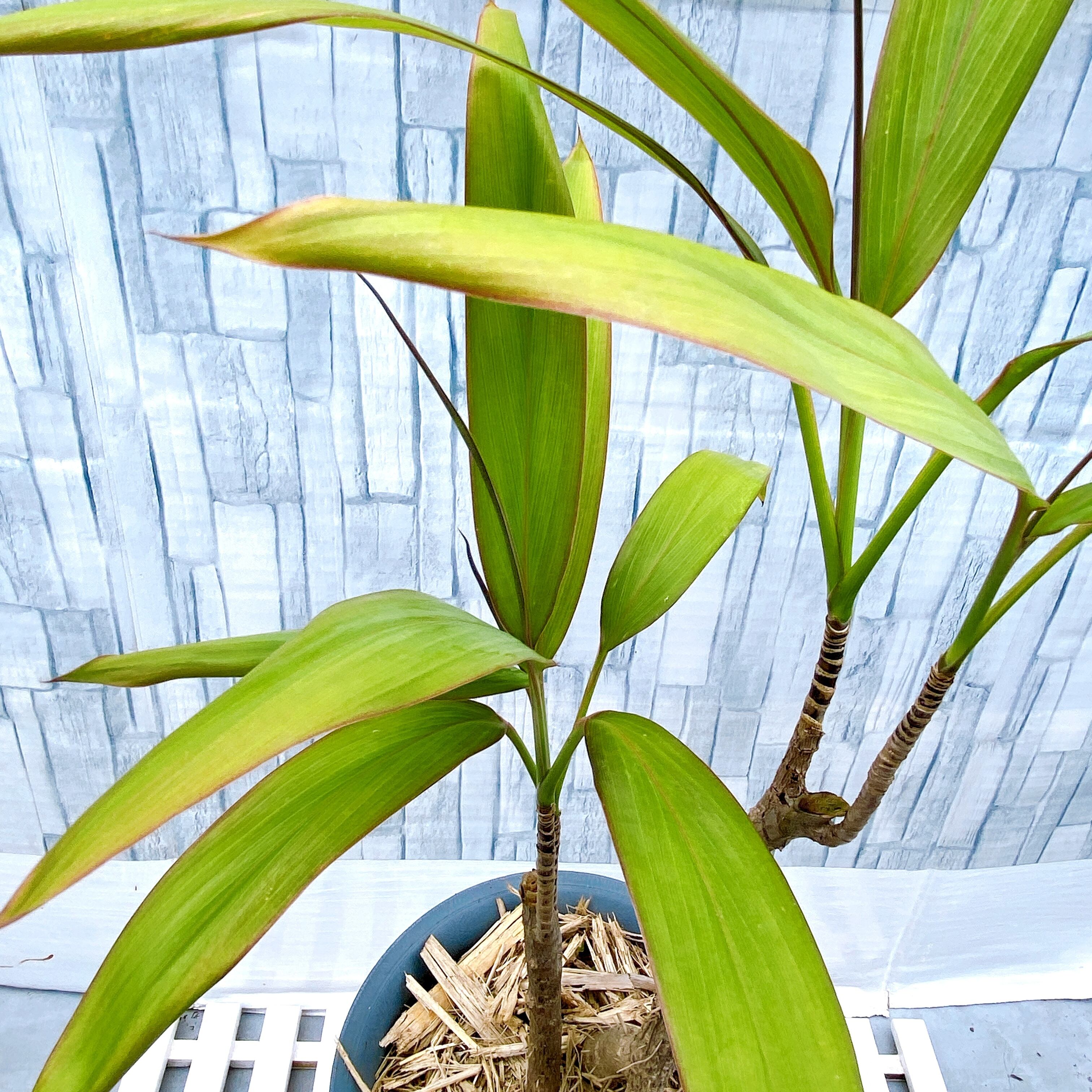 奄美大島産：センネンボク(ティーリーフ） 6号鉢】 ハワイアン気分を