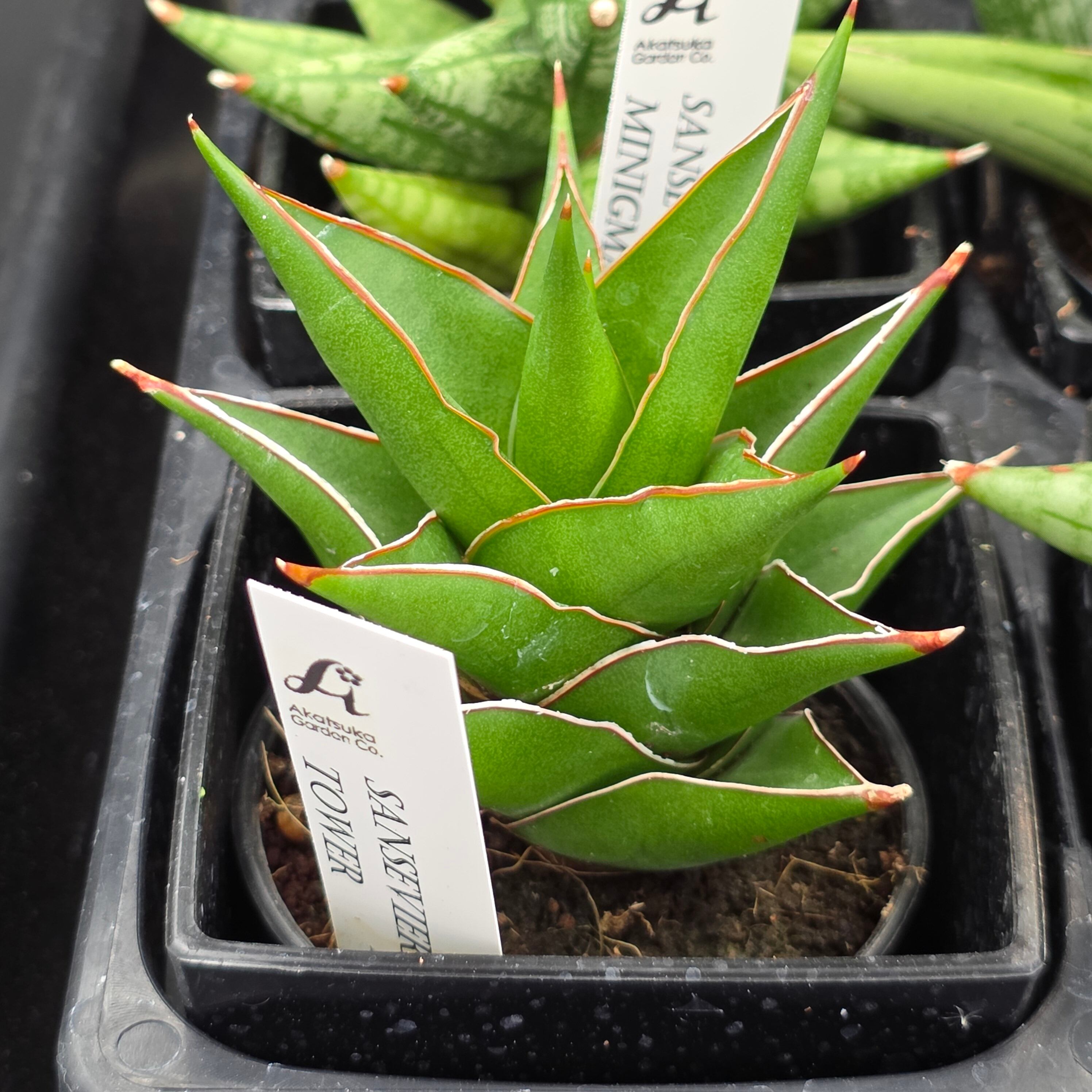 サンスベリア 希少種12品種アソートセット | BRIDGE GARDEN