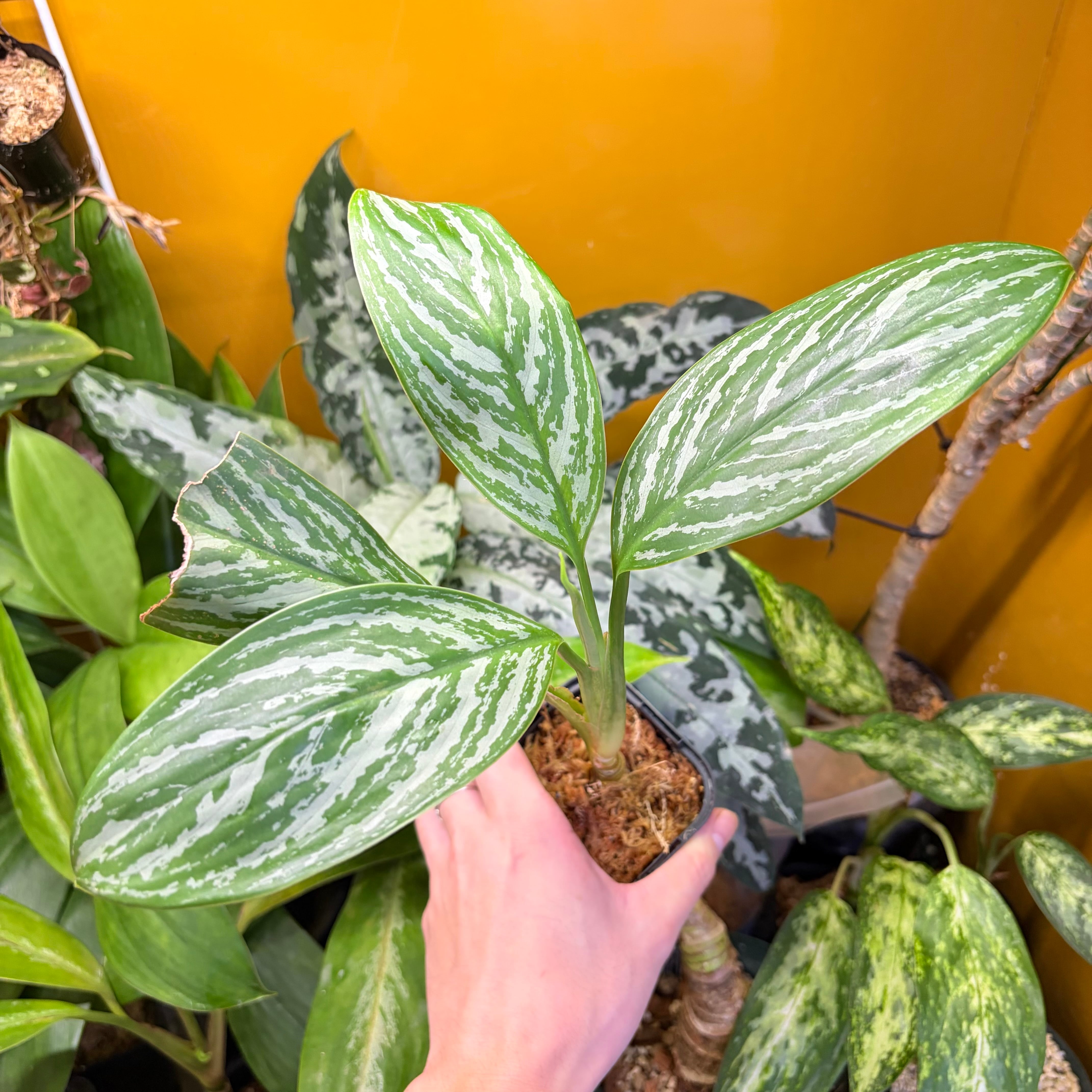 Homalomena sp. 花緑青 Tapanuli Selatan 【ZOE1025-4p】 銀葉個体
