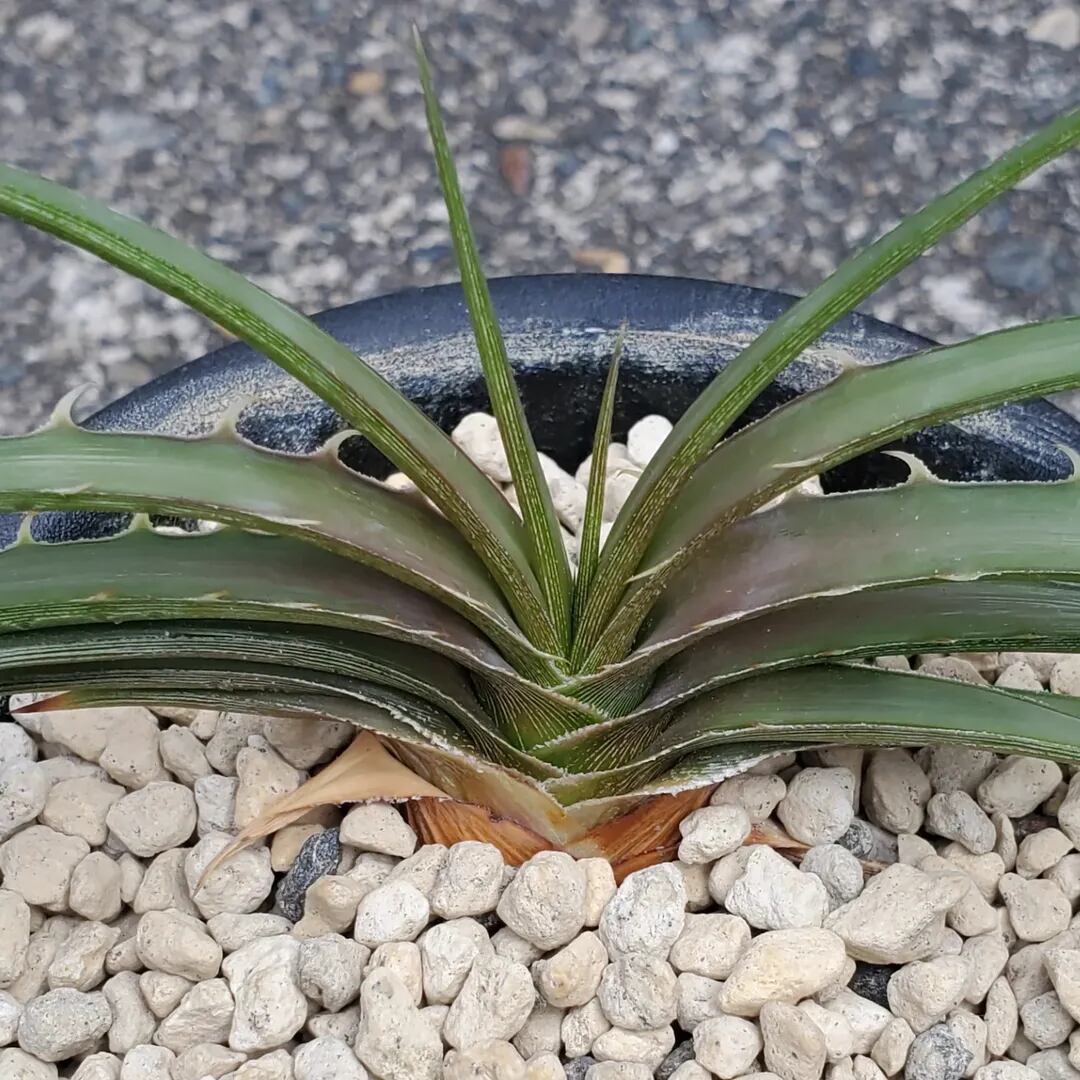F00475_Dyckia estevesii (from Otto Bromeliad)：ディッキア