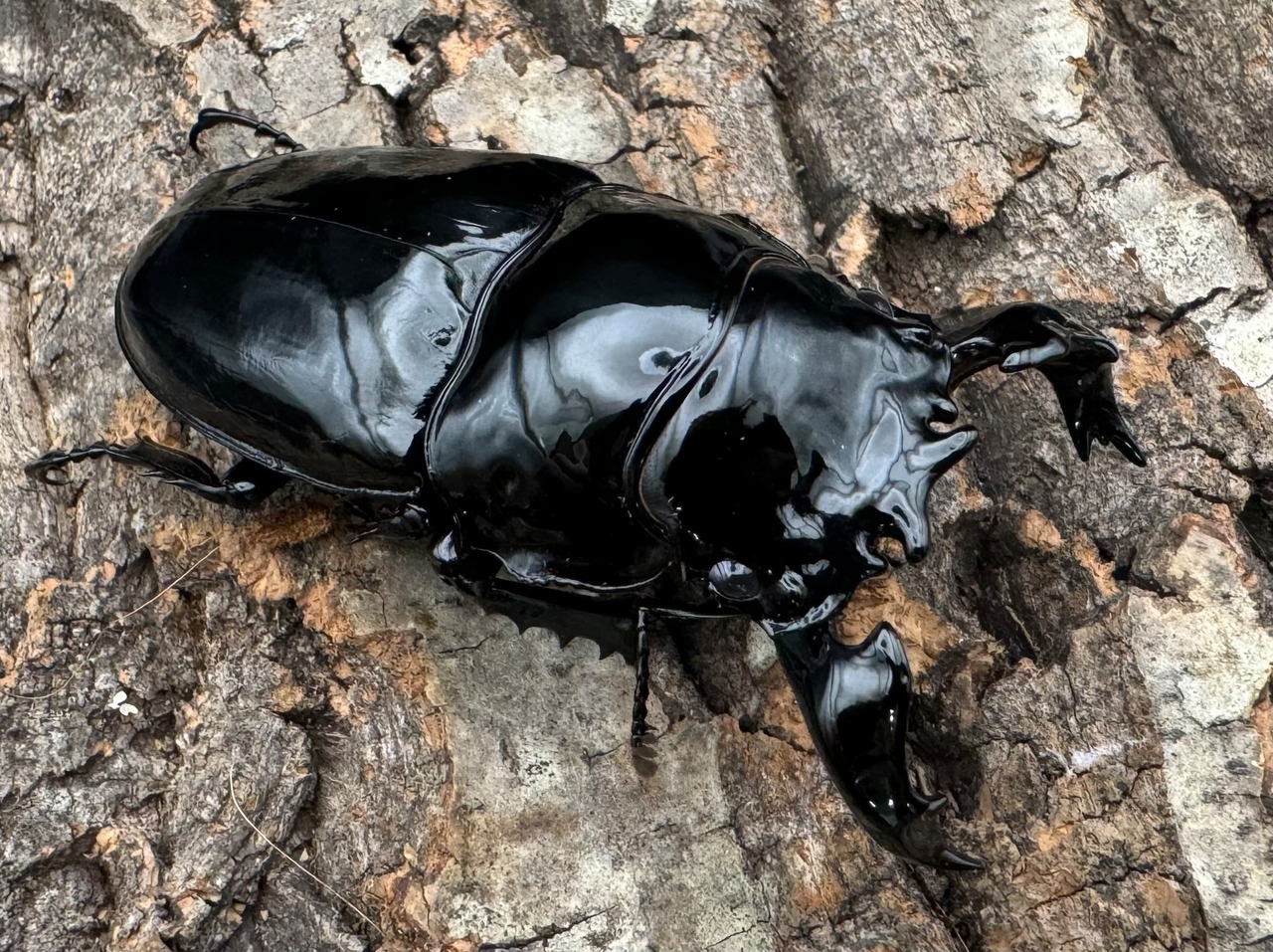 《タランドゥスオオツヤクワガタ 77mm ペア》