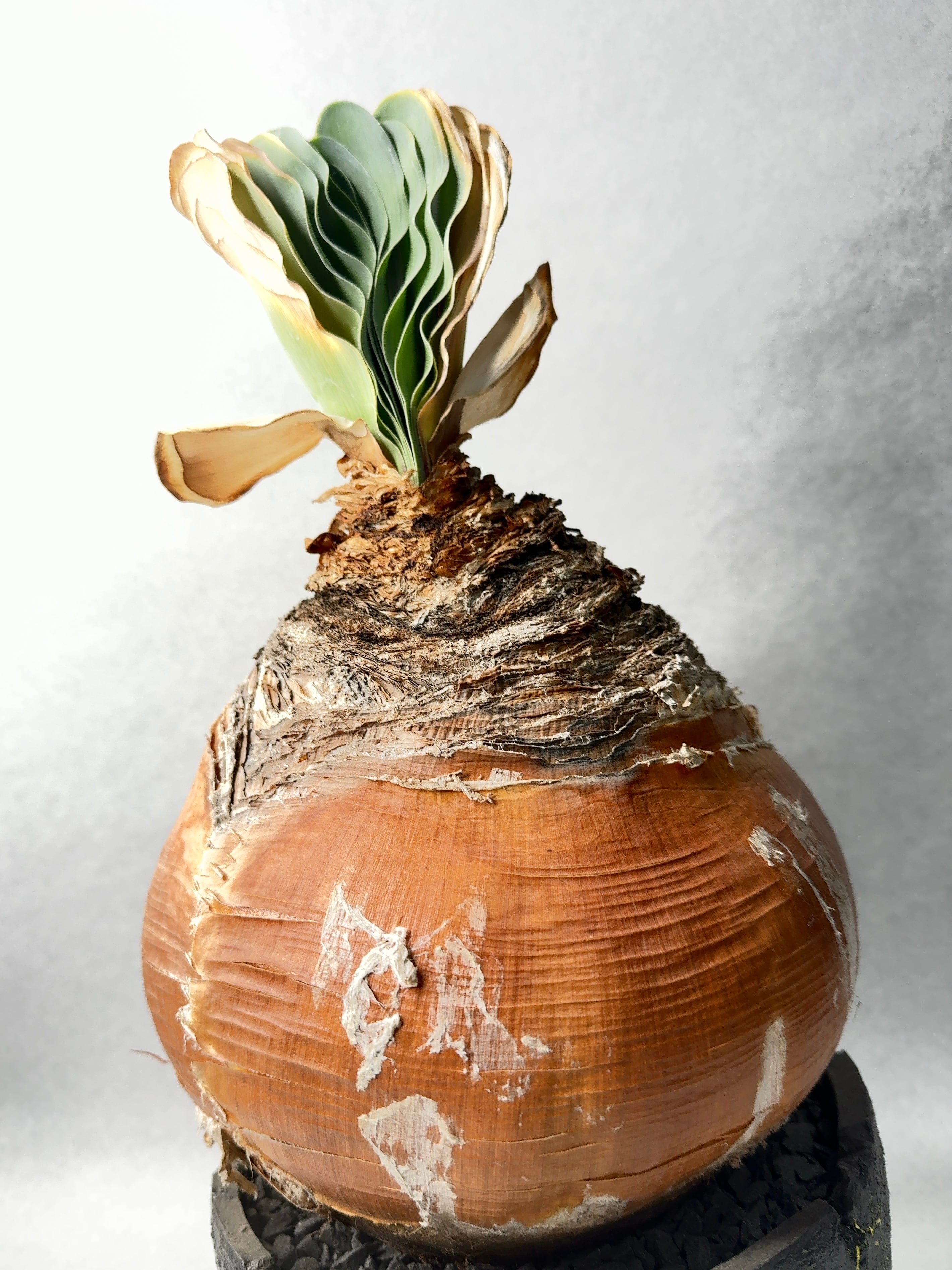 ブーファン ハエマンソイデス ブーファン・ハエマンソイデス | trigger