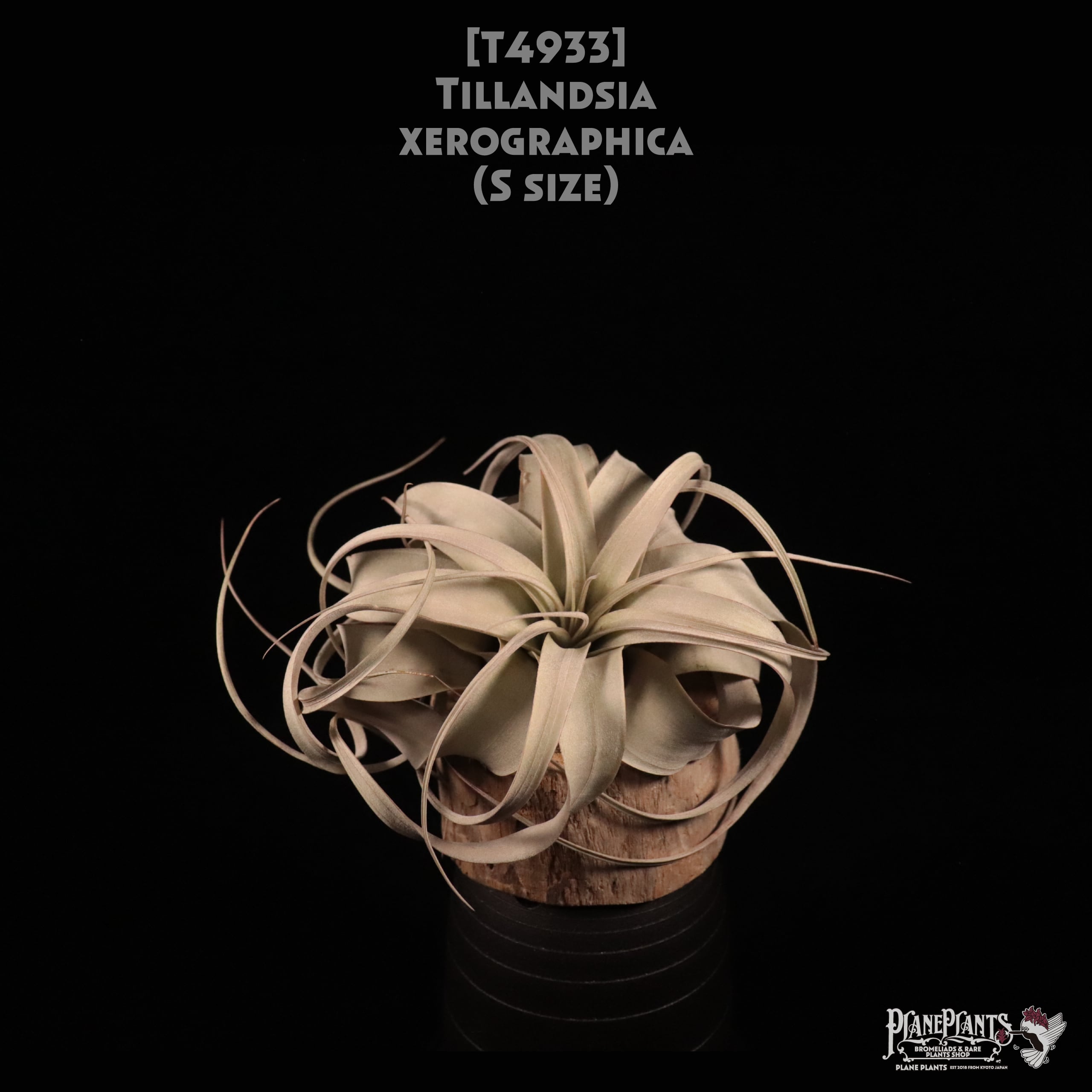 【送料無料】xerographica S〔エアプランツ〕現品発送T4933