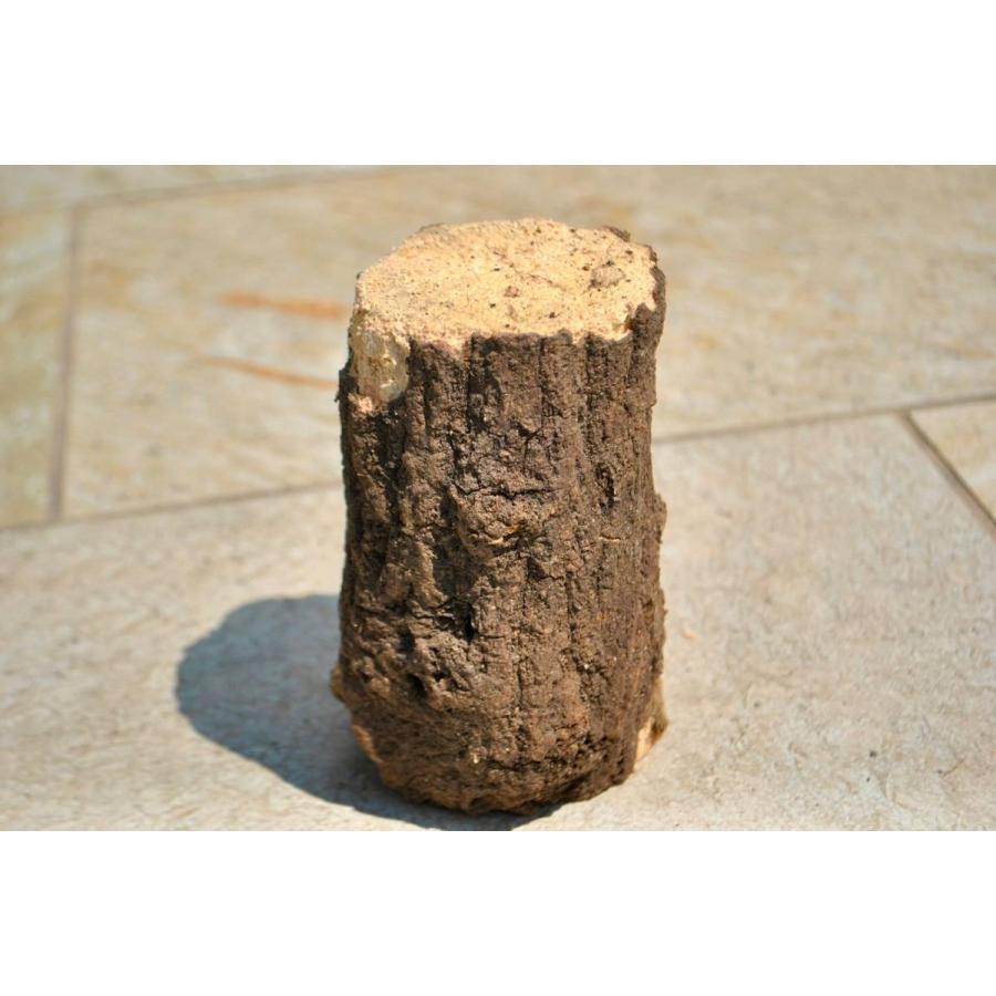 産卵木 S | クワガタムシ・カブトムシ専門ショップ CIEL