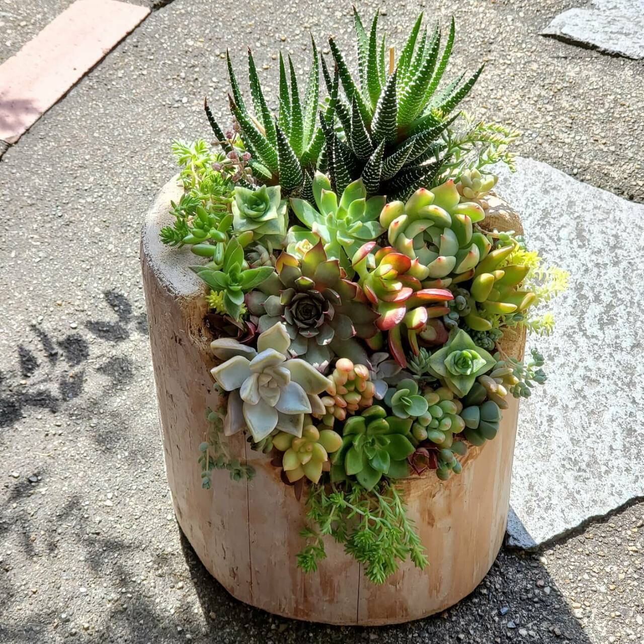 Kibe工房 Lサイズ 35 流木 多肉植物寄せ植え 参考価格 3800 Wellbeingdays