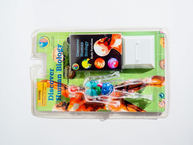 1998 Discover Human Biology Organ Model Human Body Model Toy