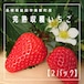 【2パックセット】完熟 美都イチゴ350g×2パック！高津川の水で育てました