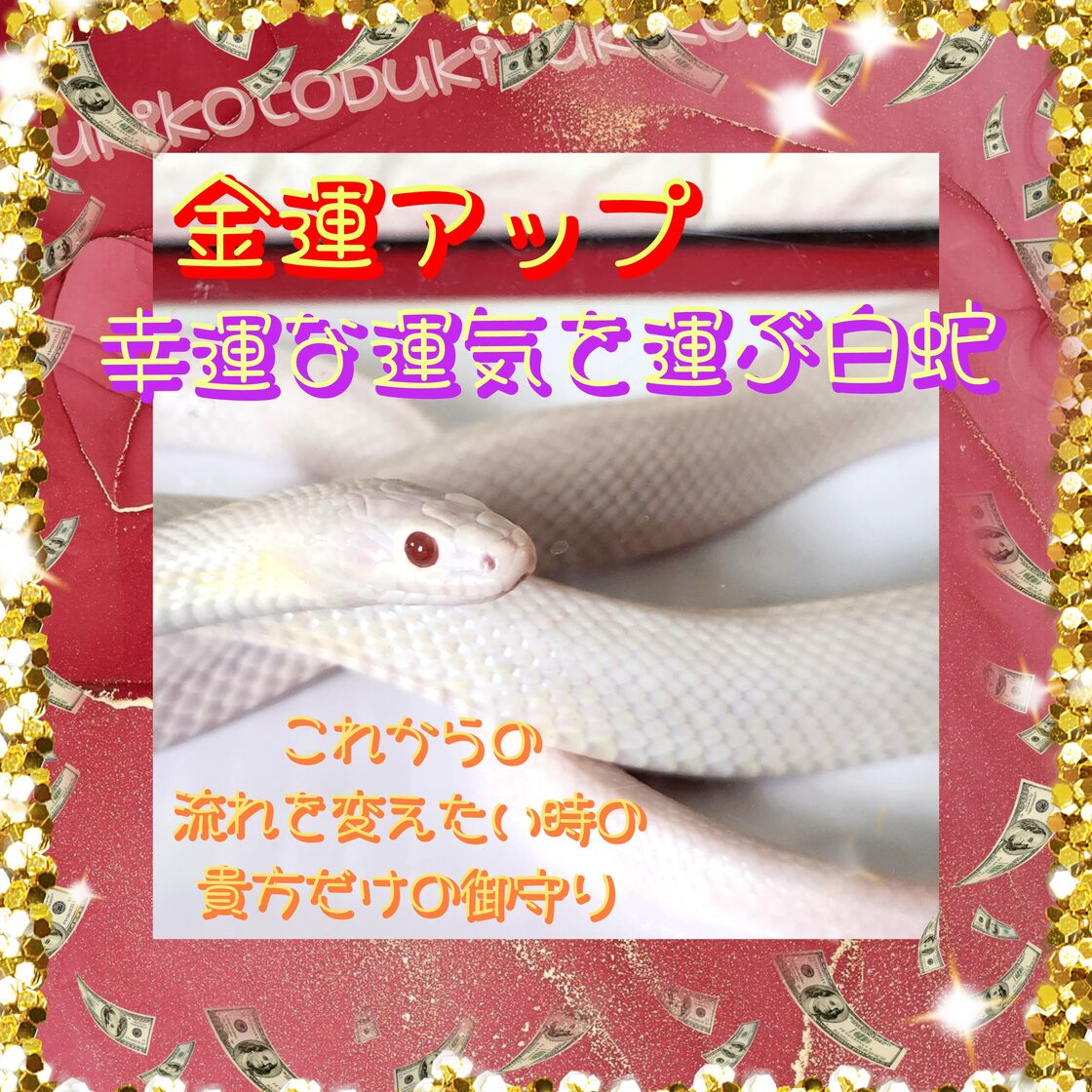 金運アップ】白トカゲ（フレーム付） おこら