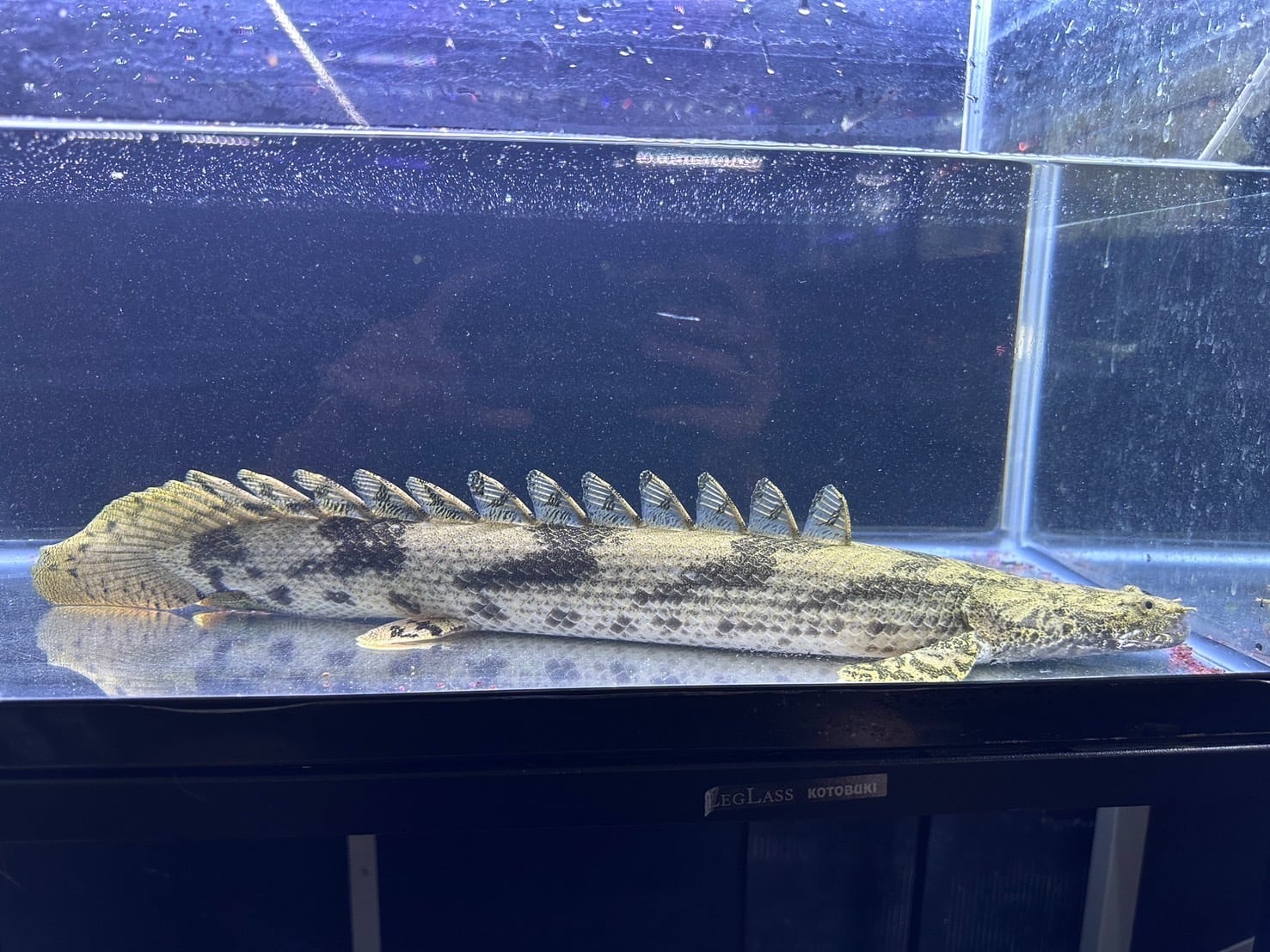 エンドリケリー | アクアショップ ビリーケン オンラインストア