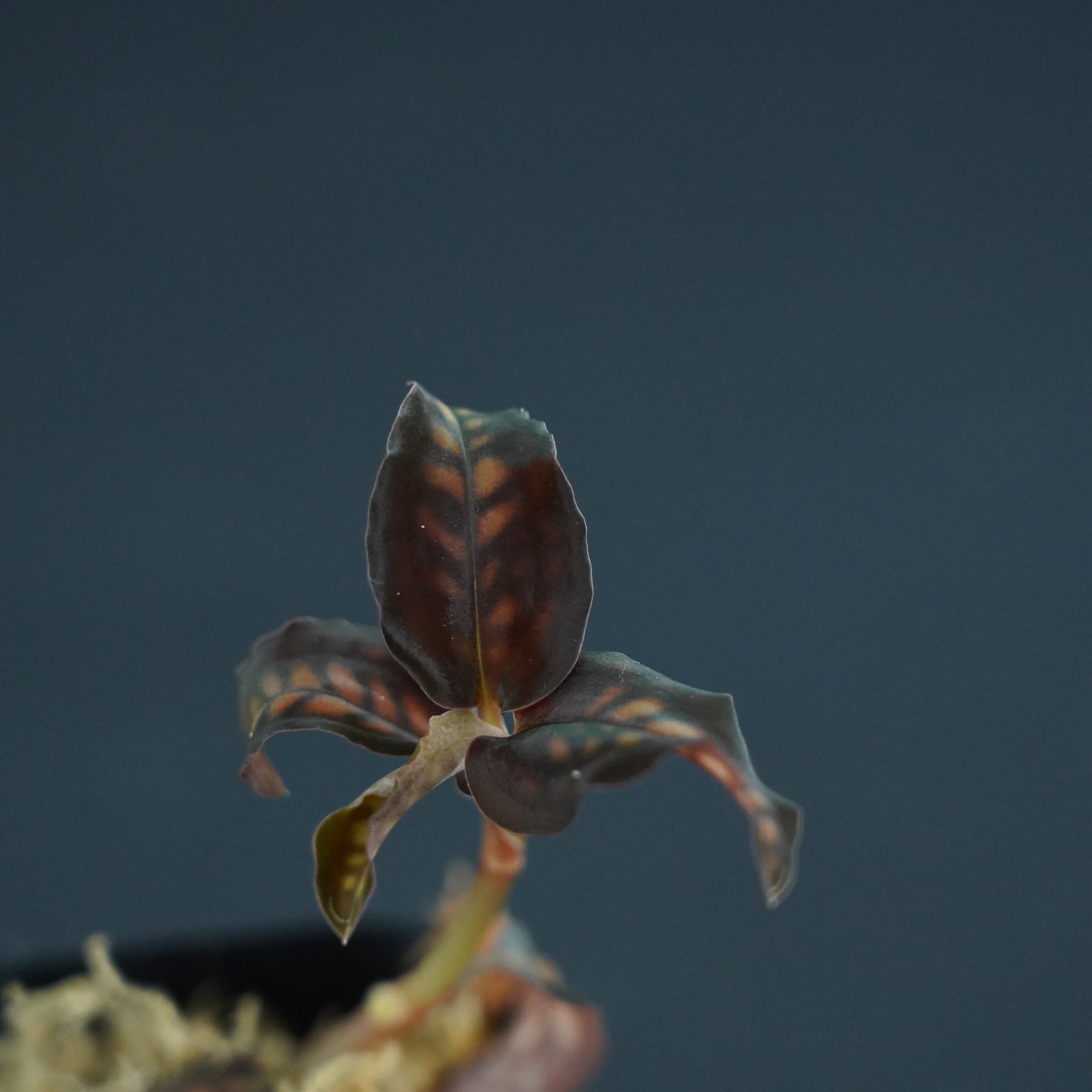 ◆現品◆シストーシス ステノグロッサ 【ジュエルオーキッド宝石蘭/TheGAKI】#632