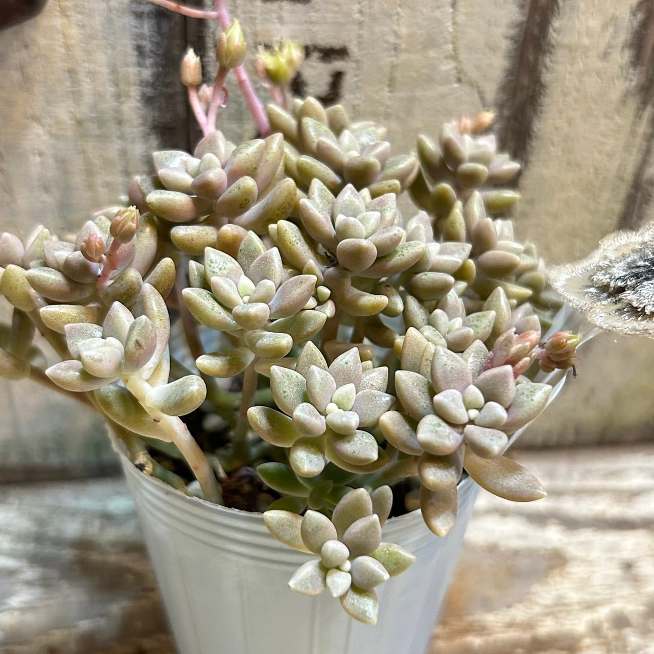 ヒメシュウレイ(姫秋麗) | RuPo 多肉植物専門店
