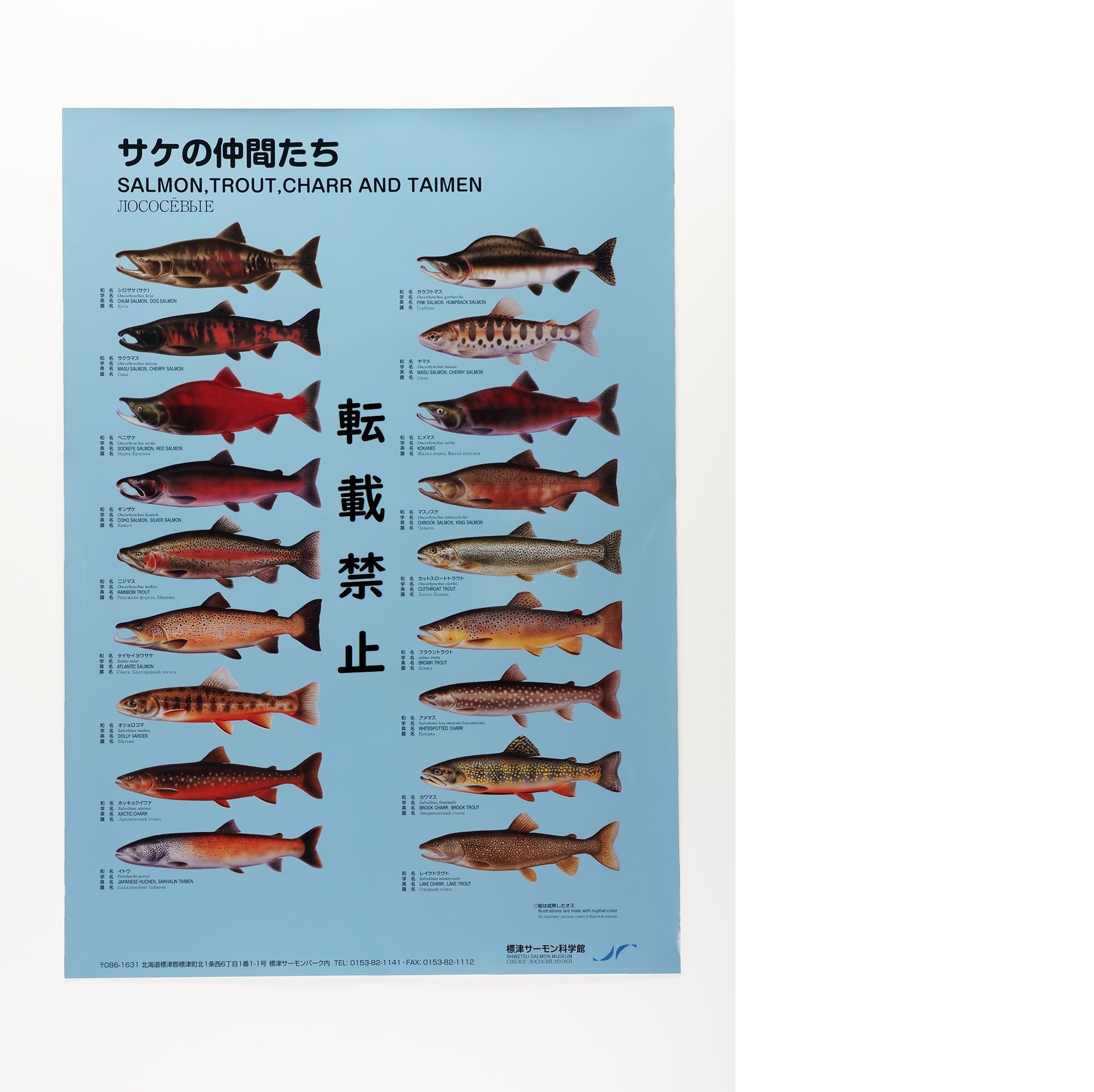 同梱不可】ポスター「サケの仲間たち」 | 標津サーモン科学館